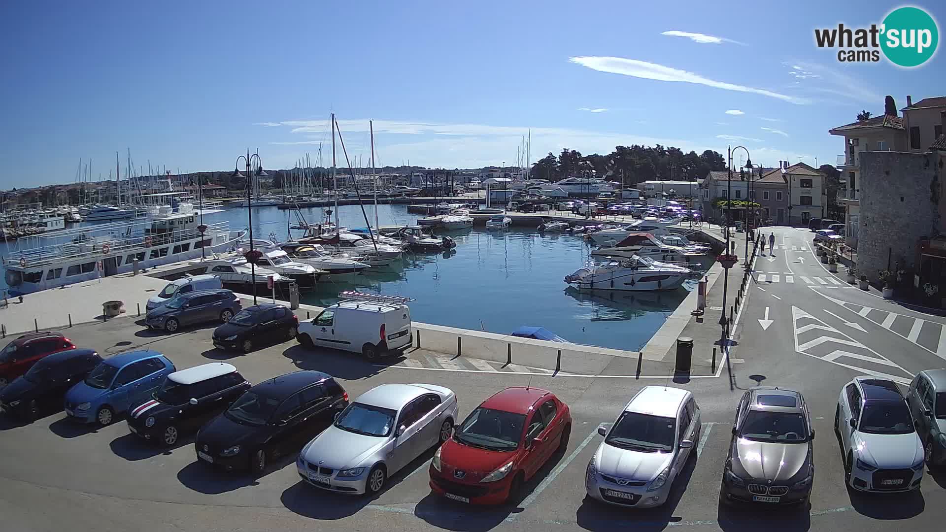 Novigrad | Porporela marina