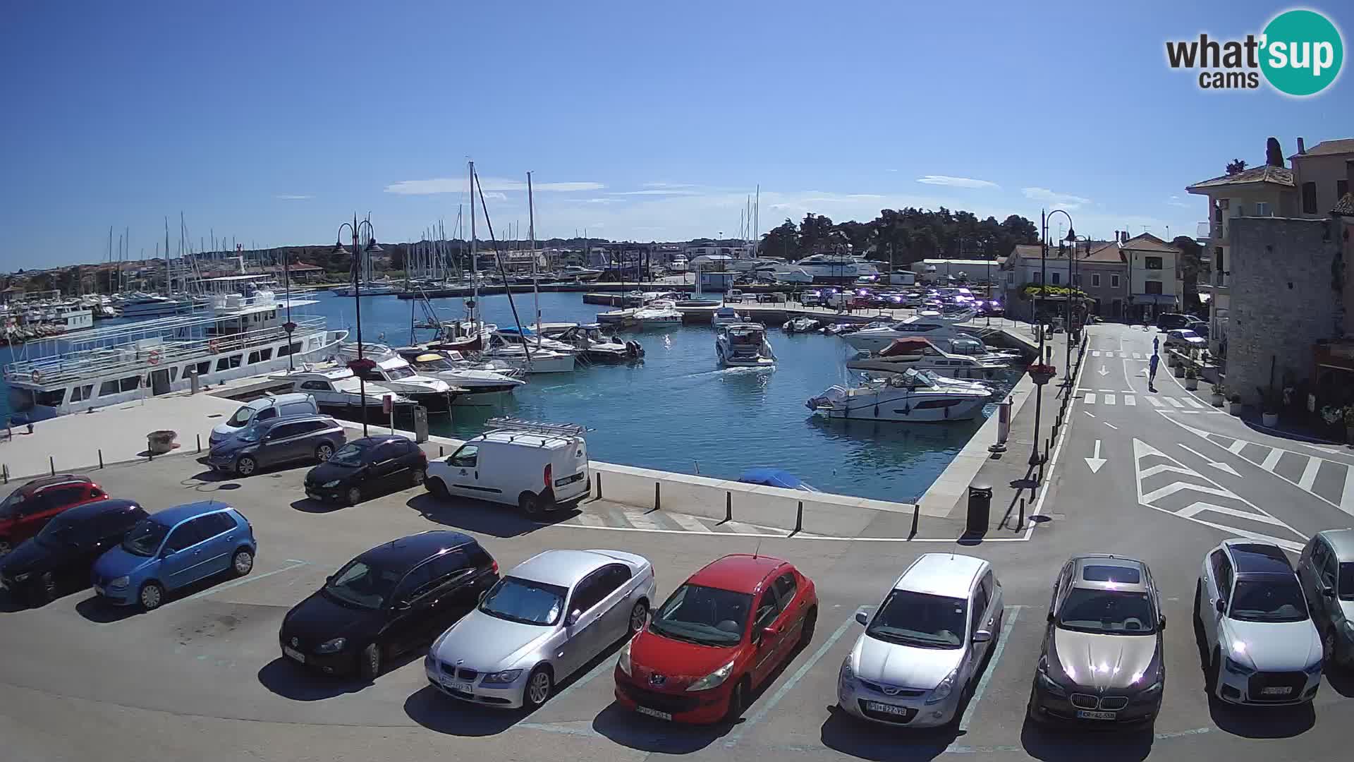 Novigrad | Porporela marina