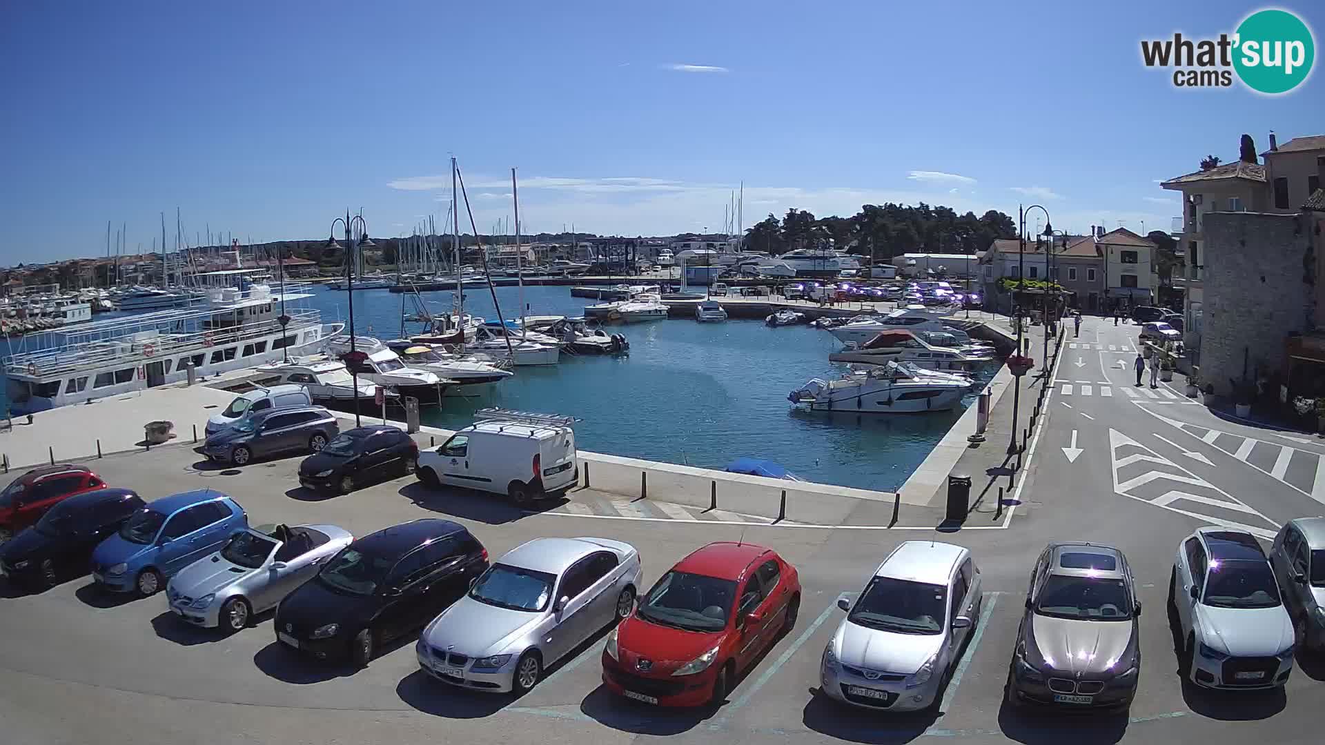 Novigrad | Porporela marina