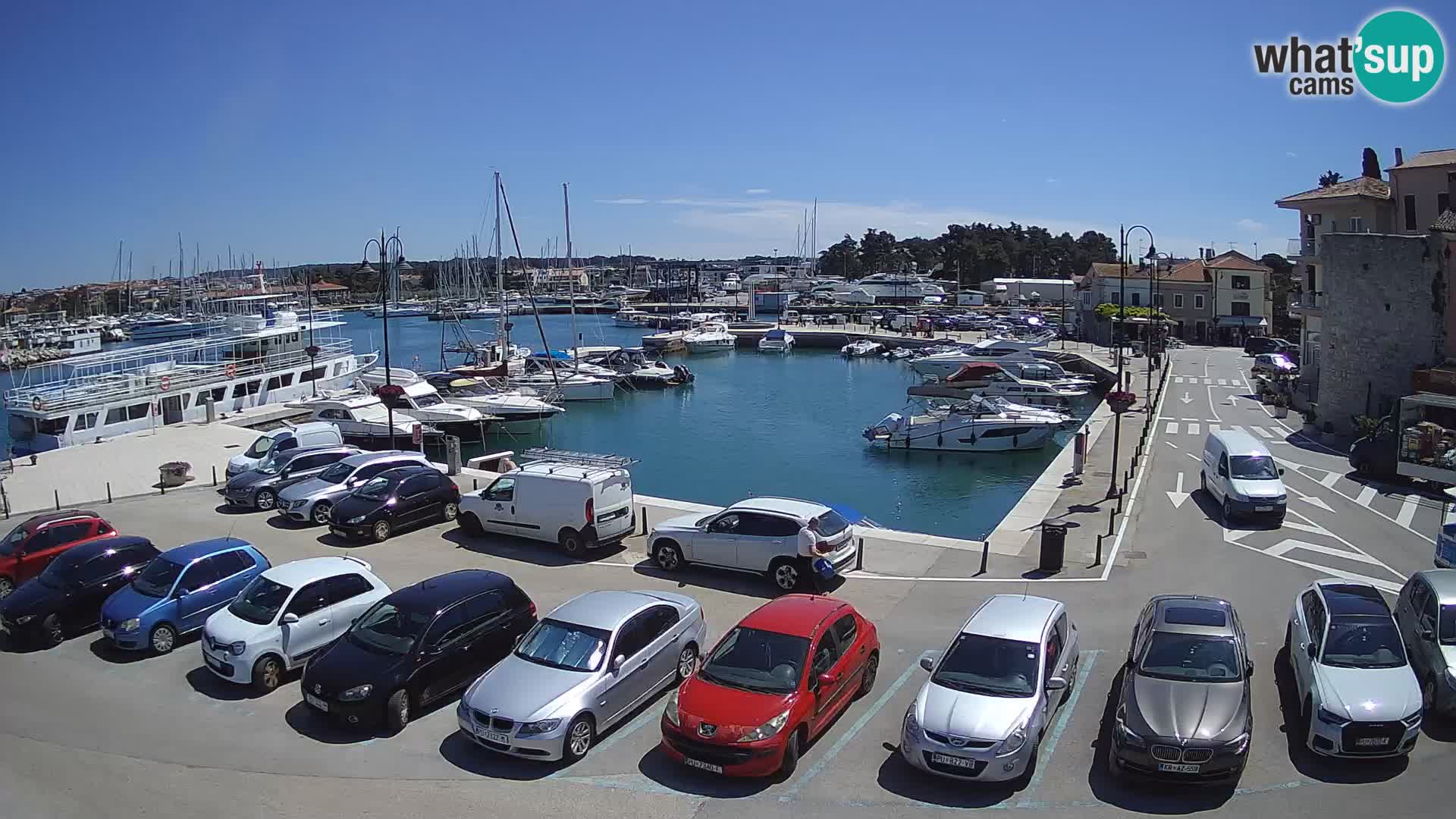 Novigrad | Porporela marina