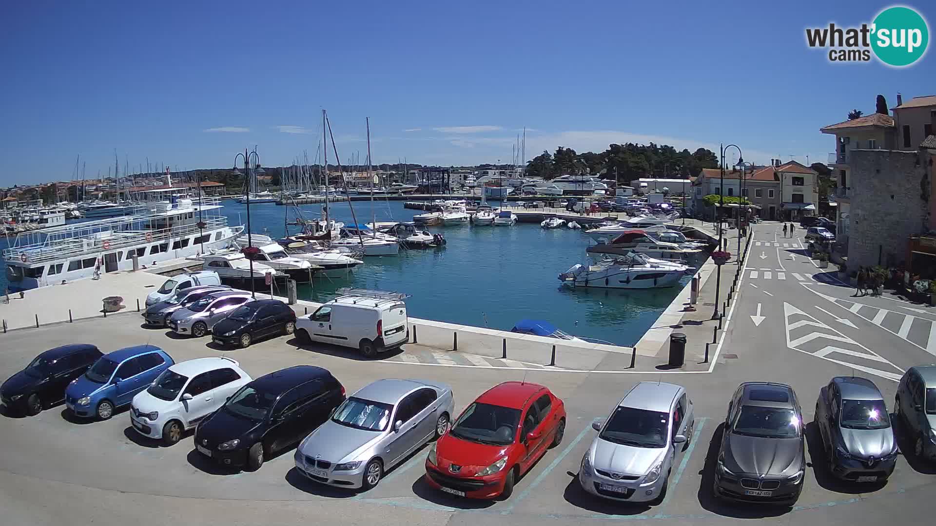 Novigrad | Porporela marina
