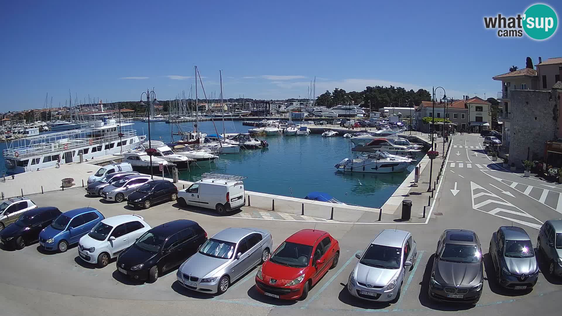 Novigrad | Porporela marina