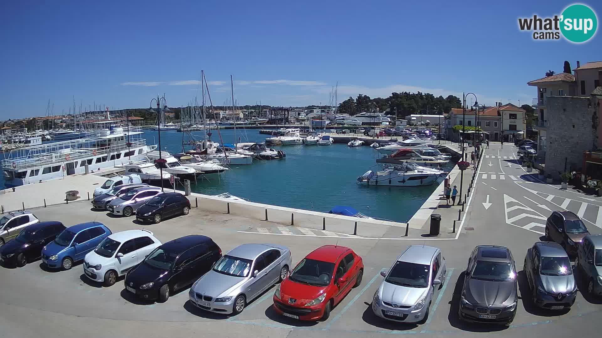 Novigrad | Porporela marina