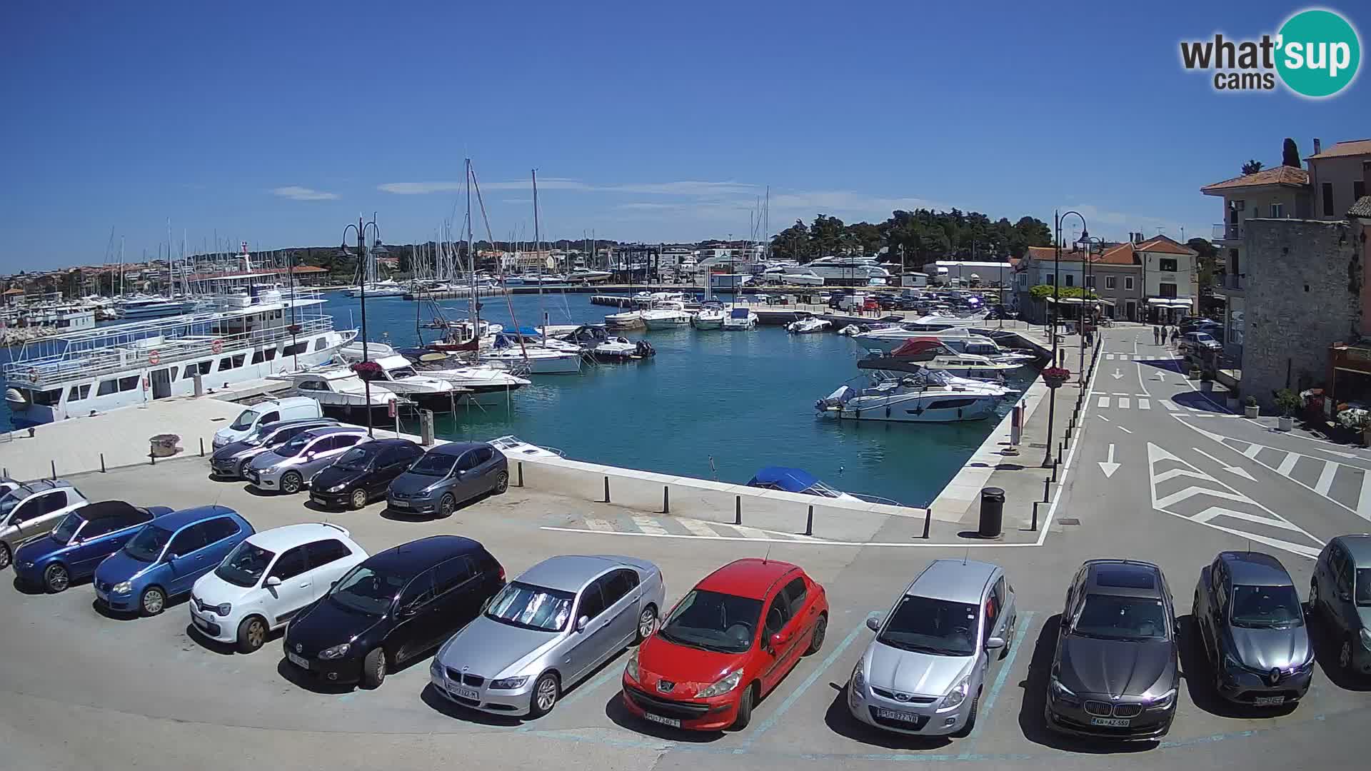Novigrad | Porporela marina