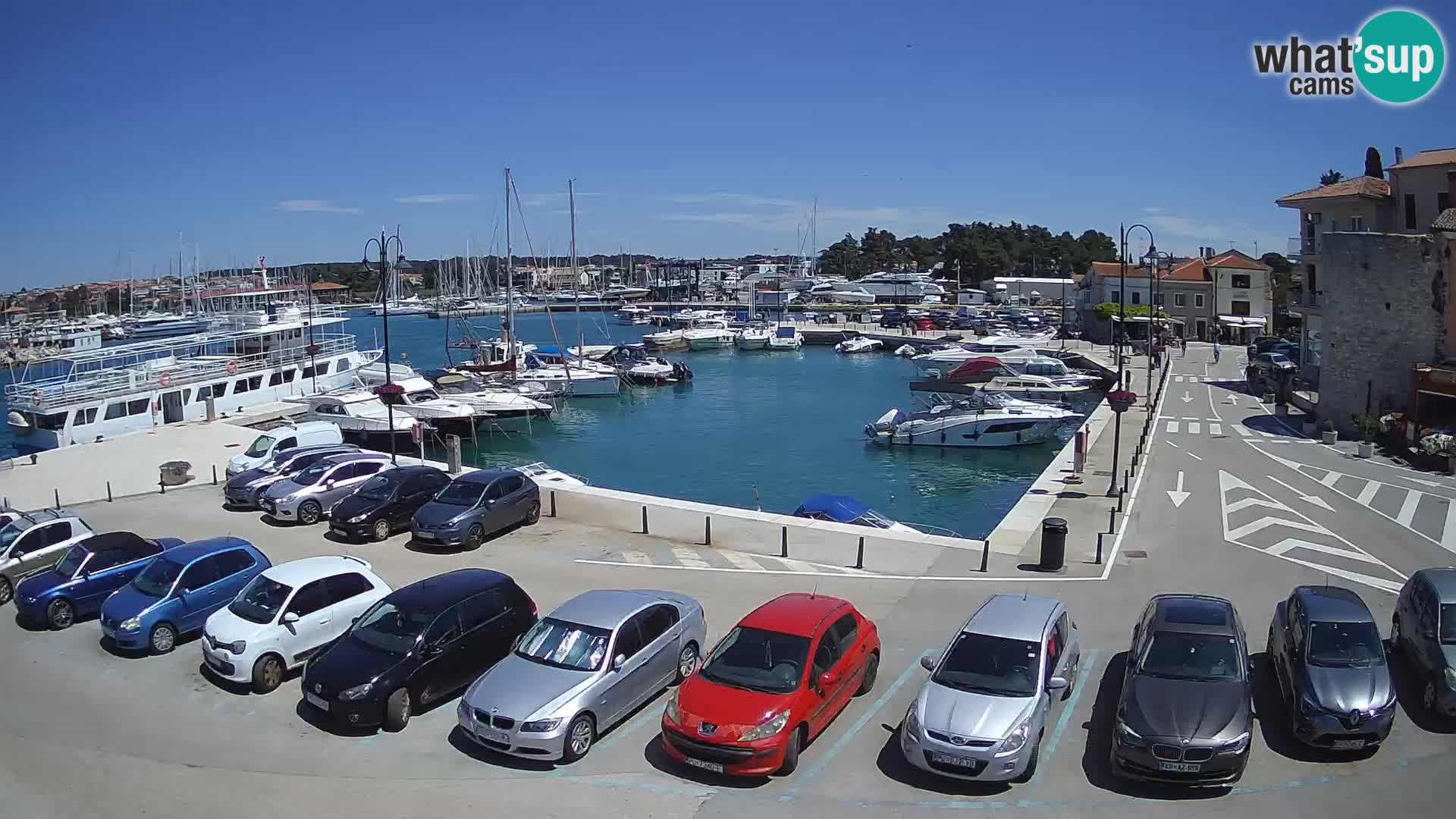 Novigrad | Porporela marina