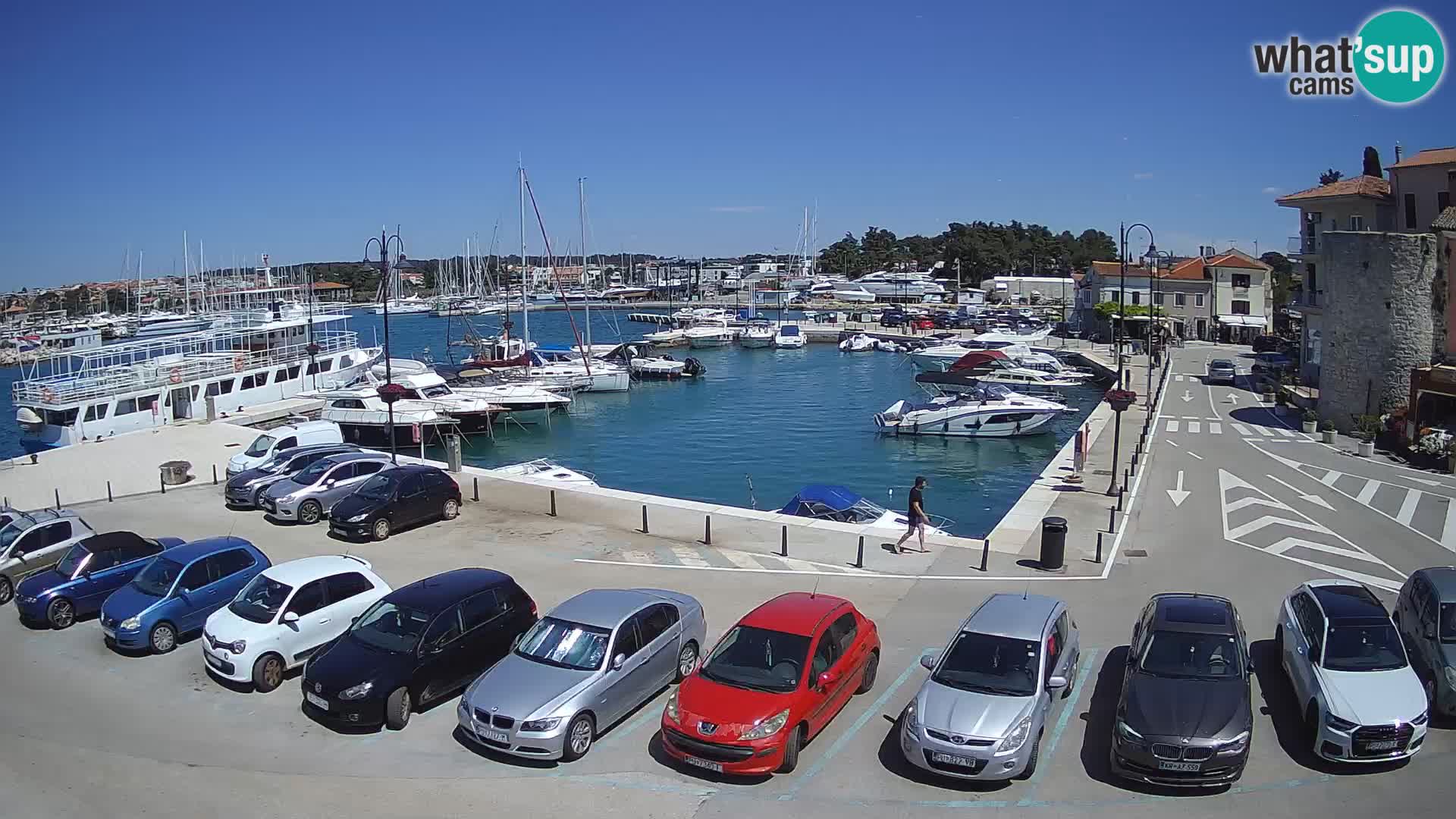 Novigrad | Porporela marina