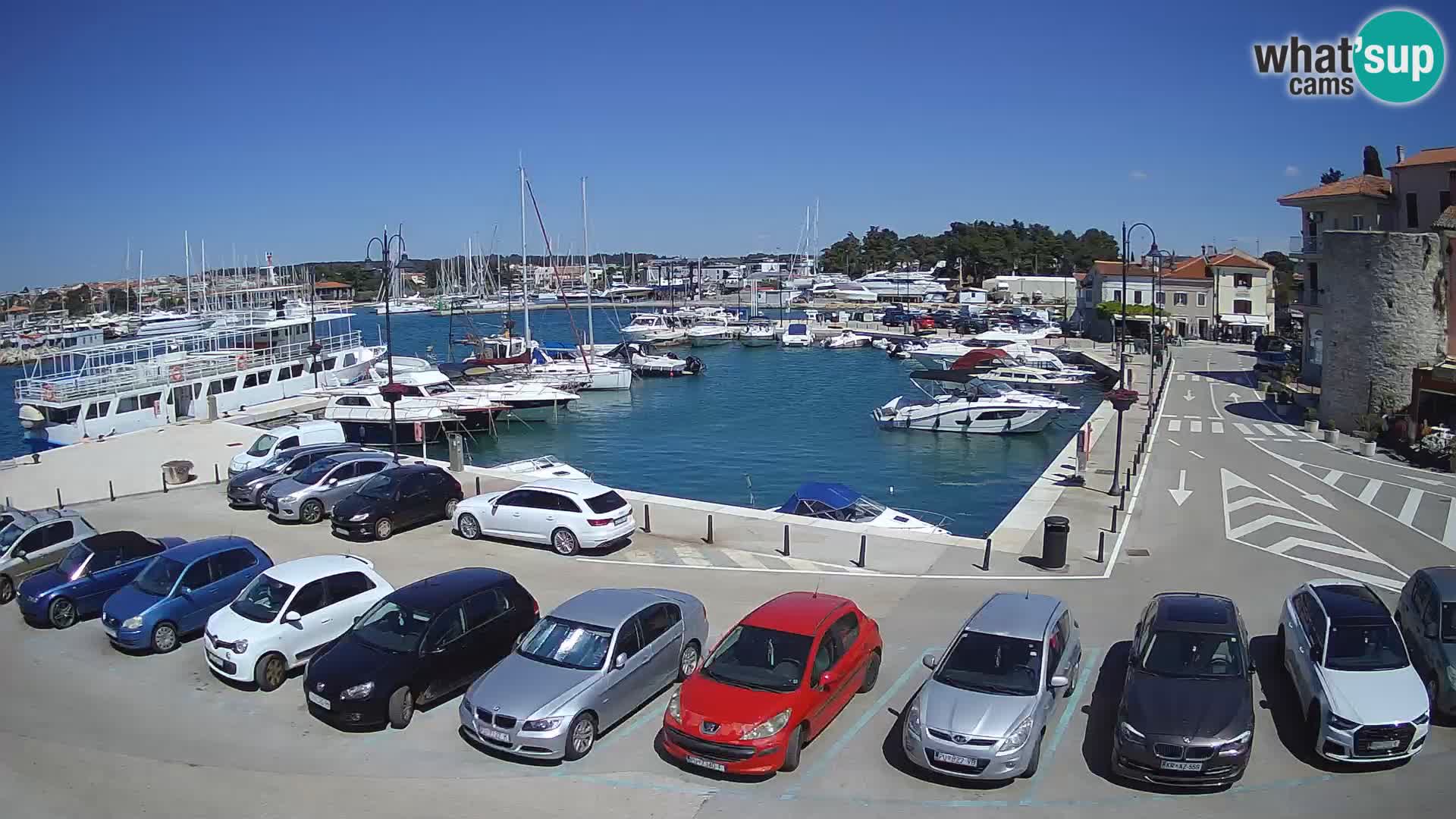 Novigrad | Porporela marina
