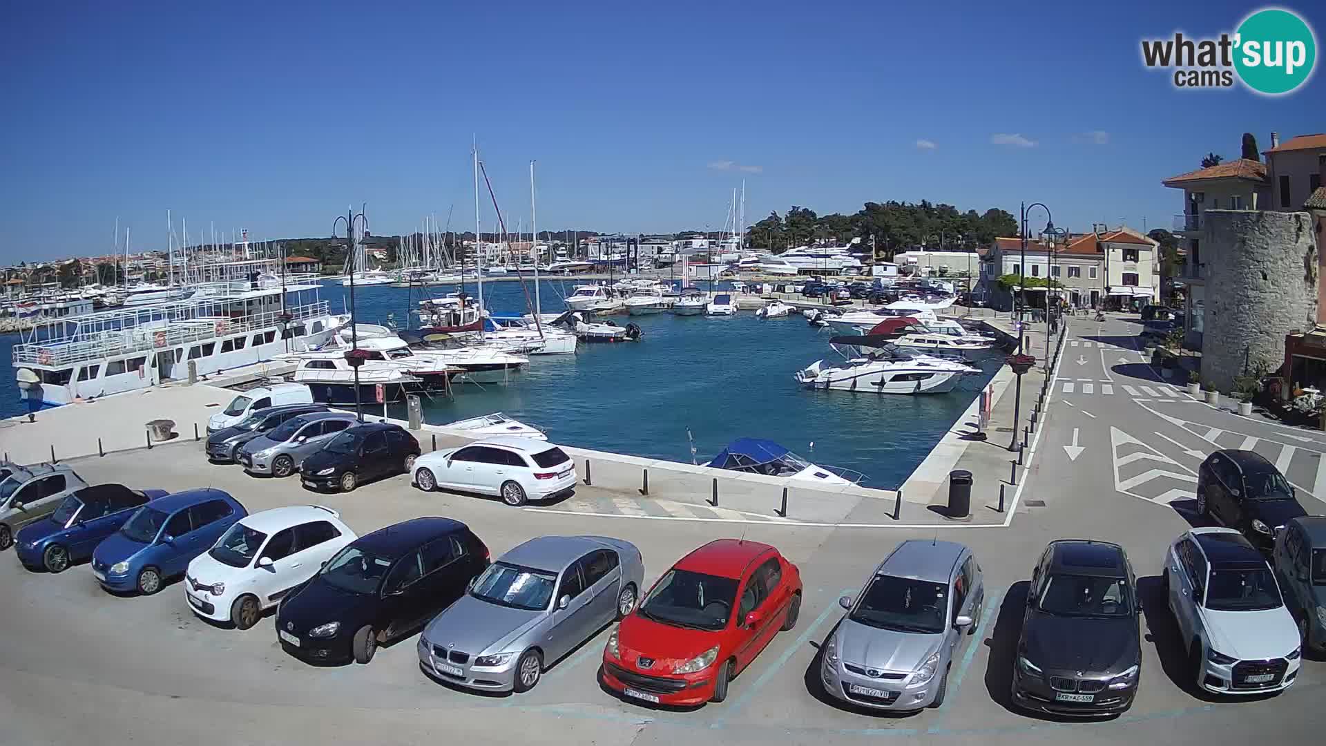 Novigrad | Porporela marina