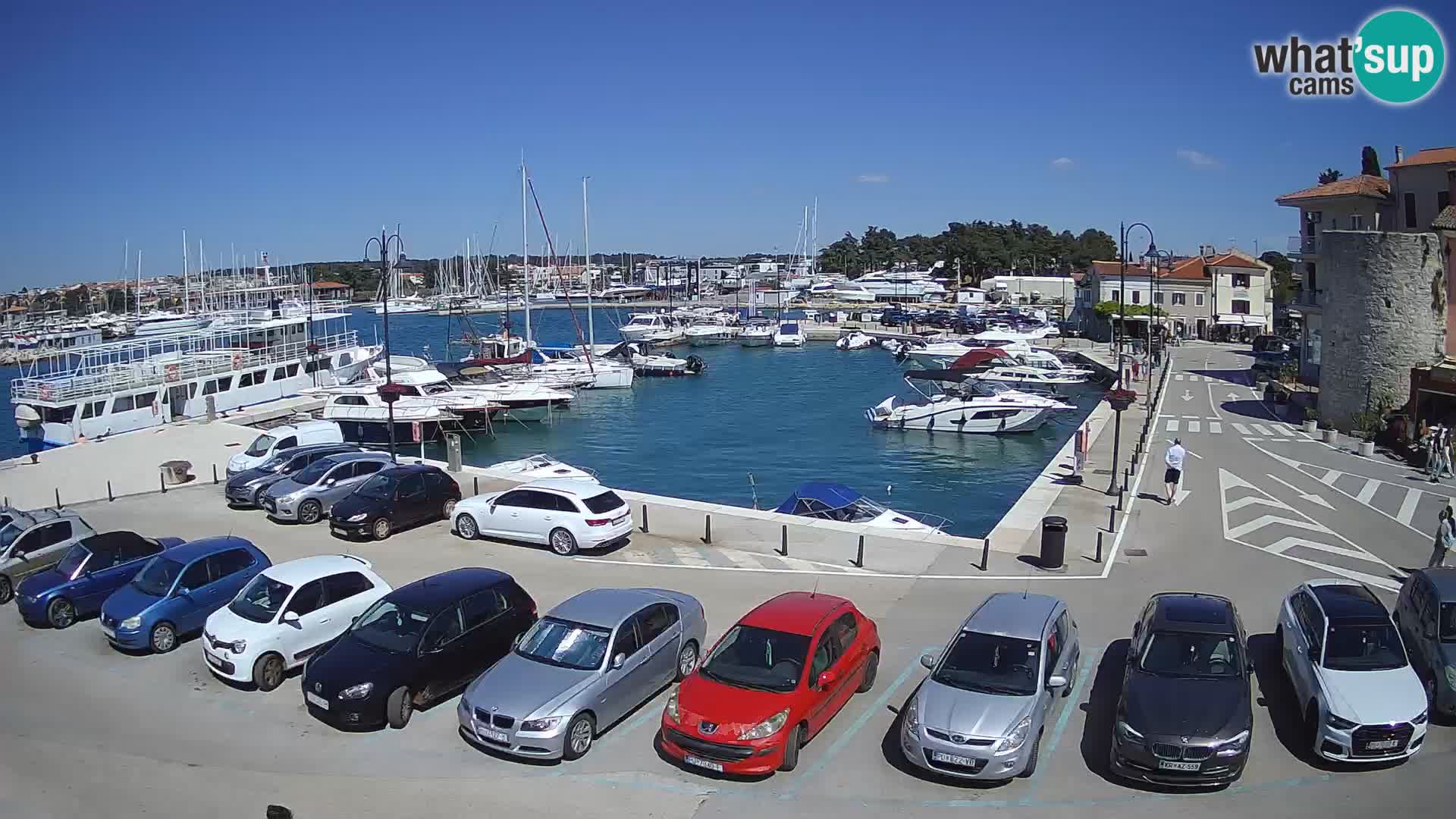 Novigrad | Porporela marina