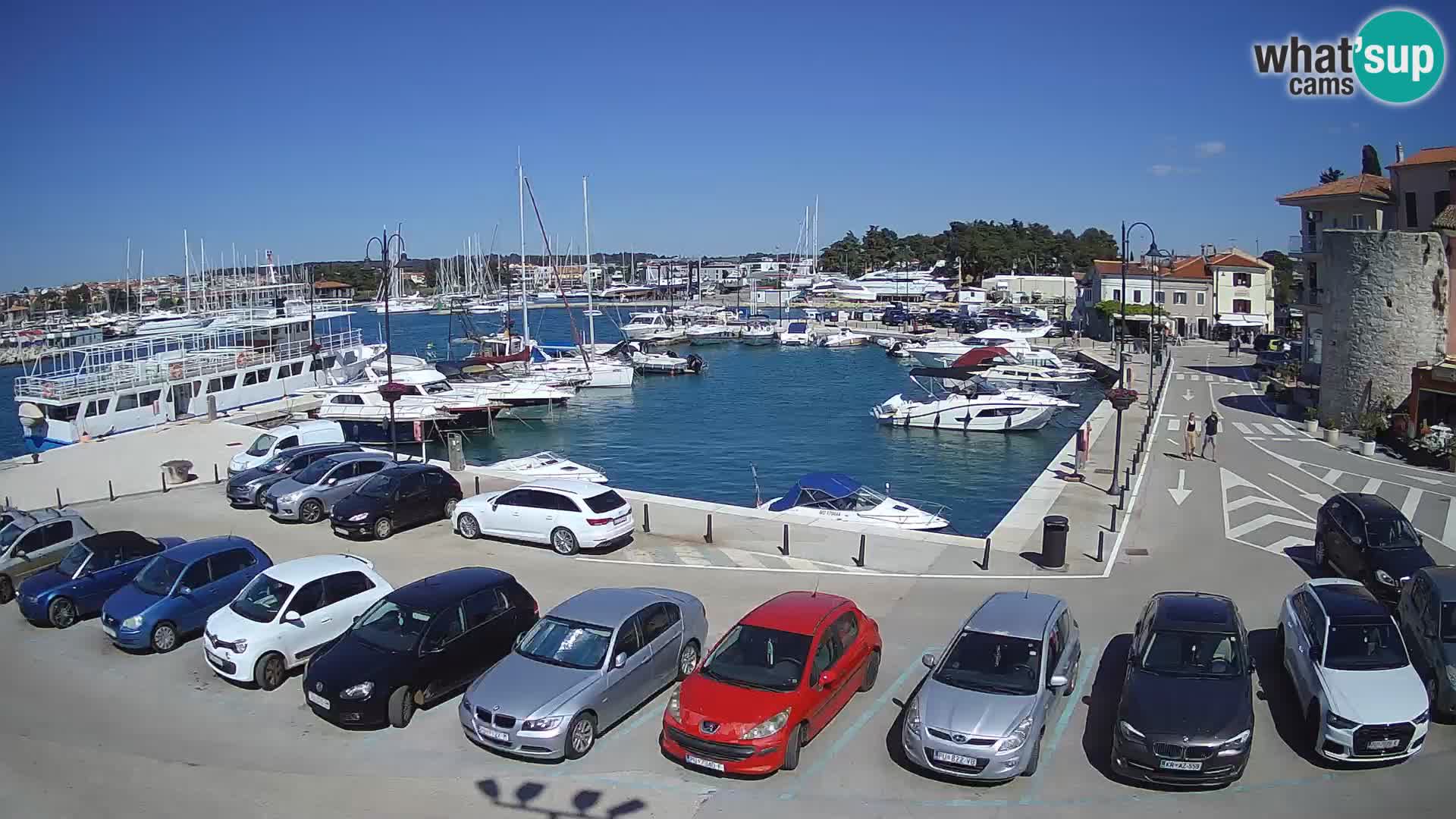 Novigrad | Porporela marina