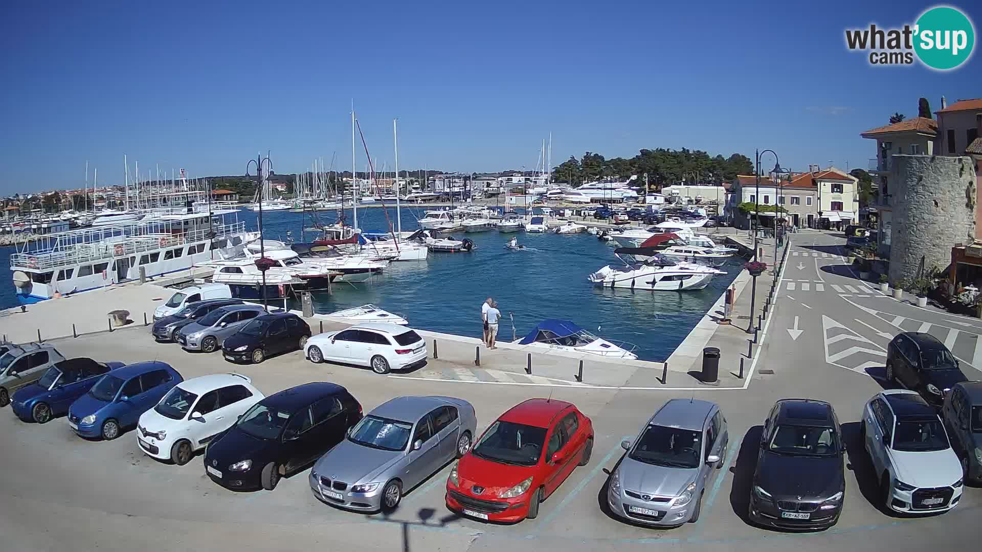Novigrad | Porporela marina