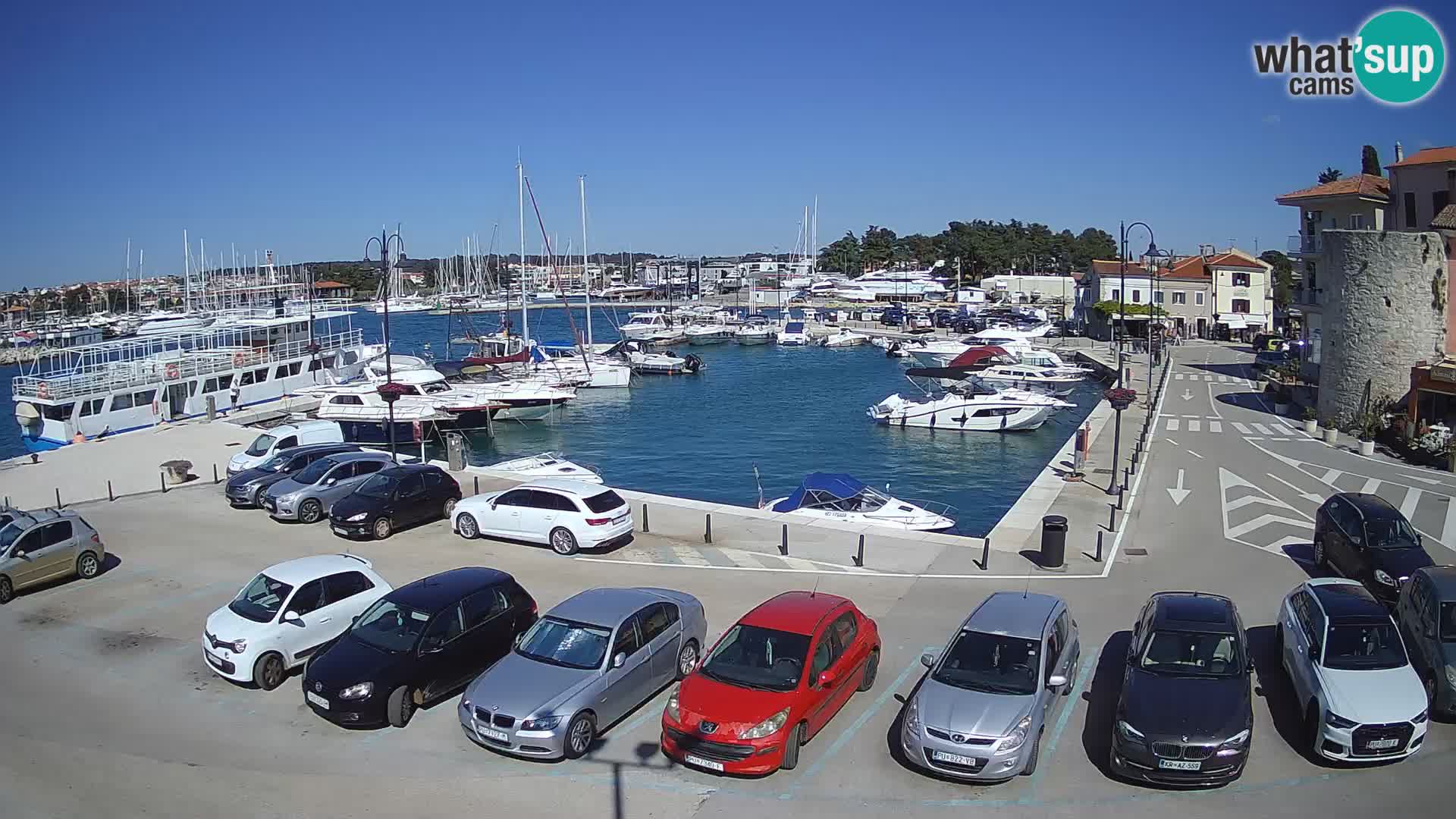 Novigrad | Porporela marina