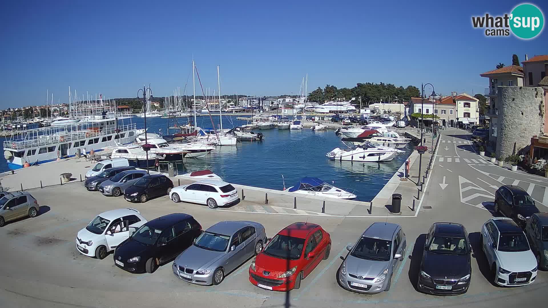 Novigrad | Porporela marina