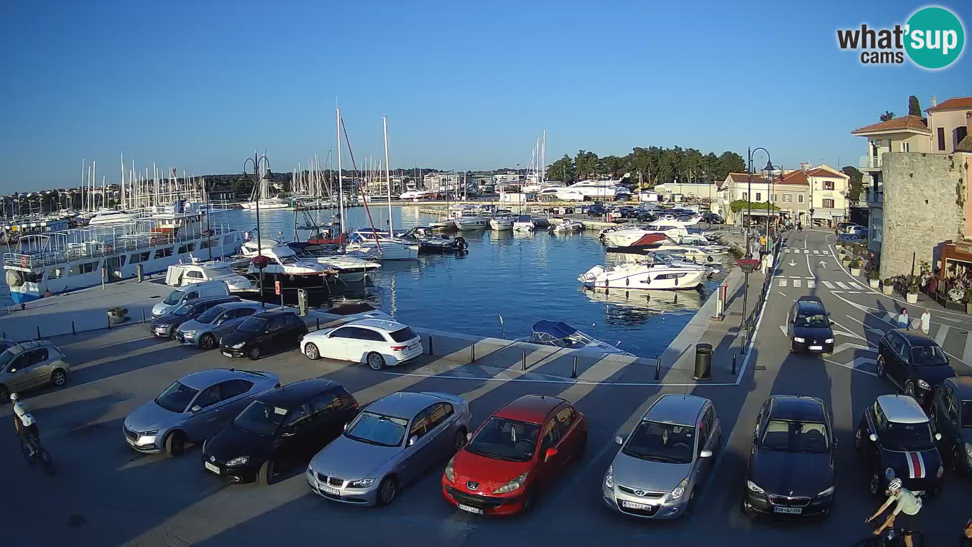 Novigrad | Porporela marina