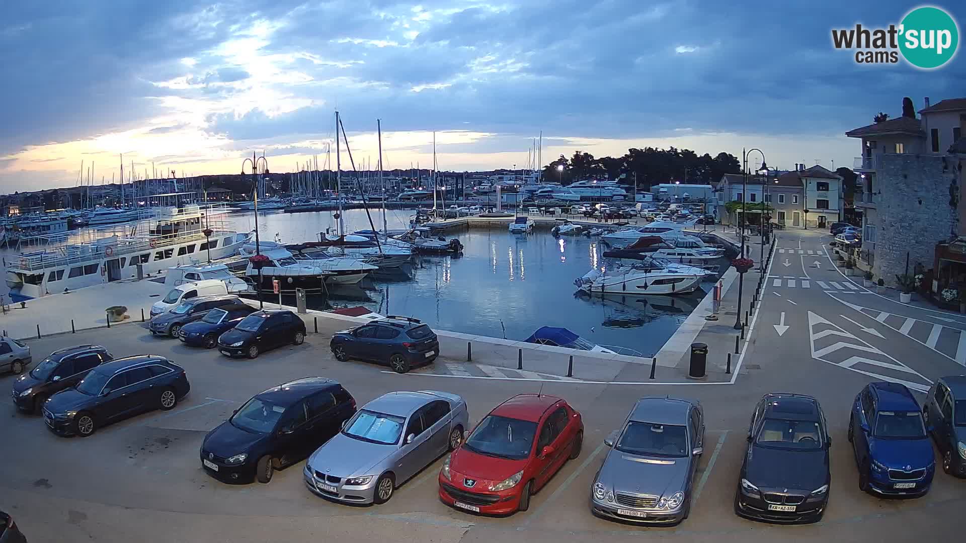 Novigrad | Porporela marina