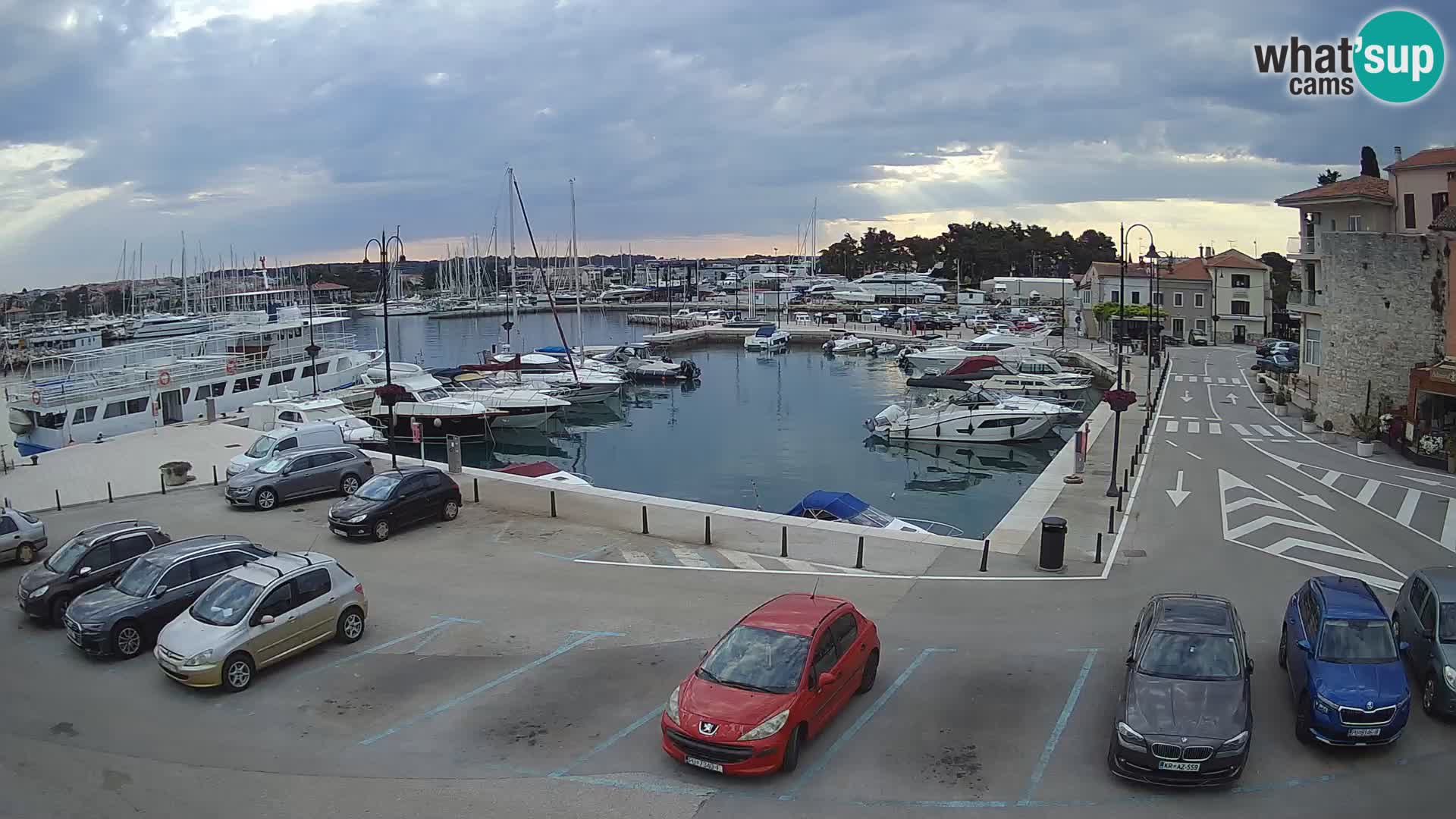 Novigrad | Porporela marina