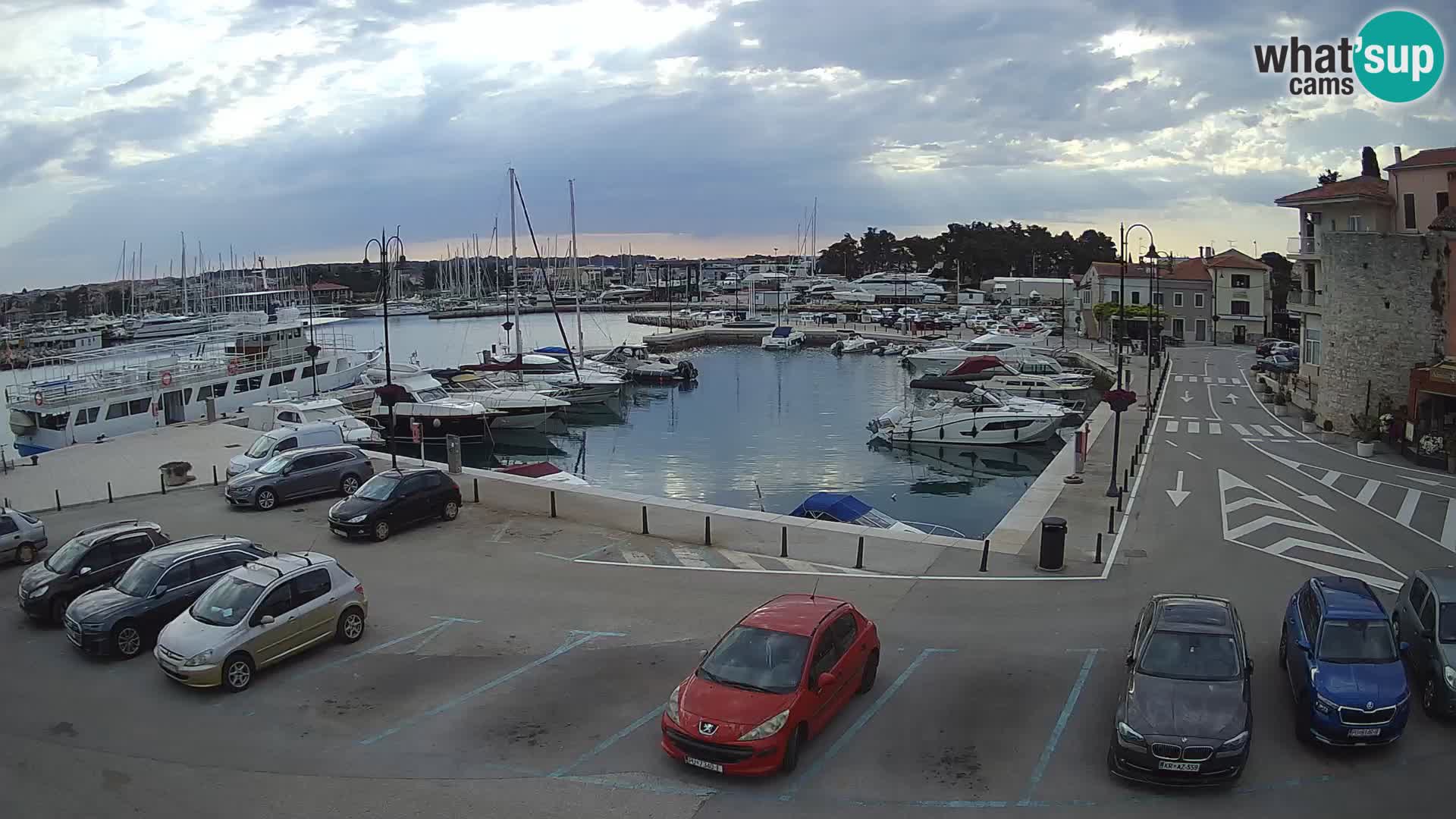 Novigrad | Porporela marina