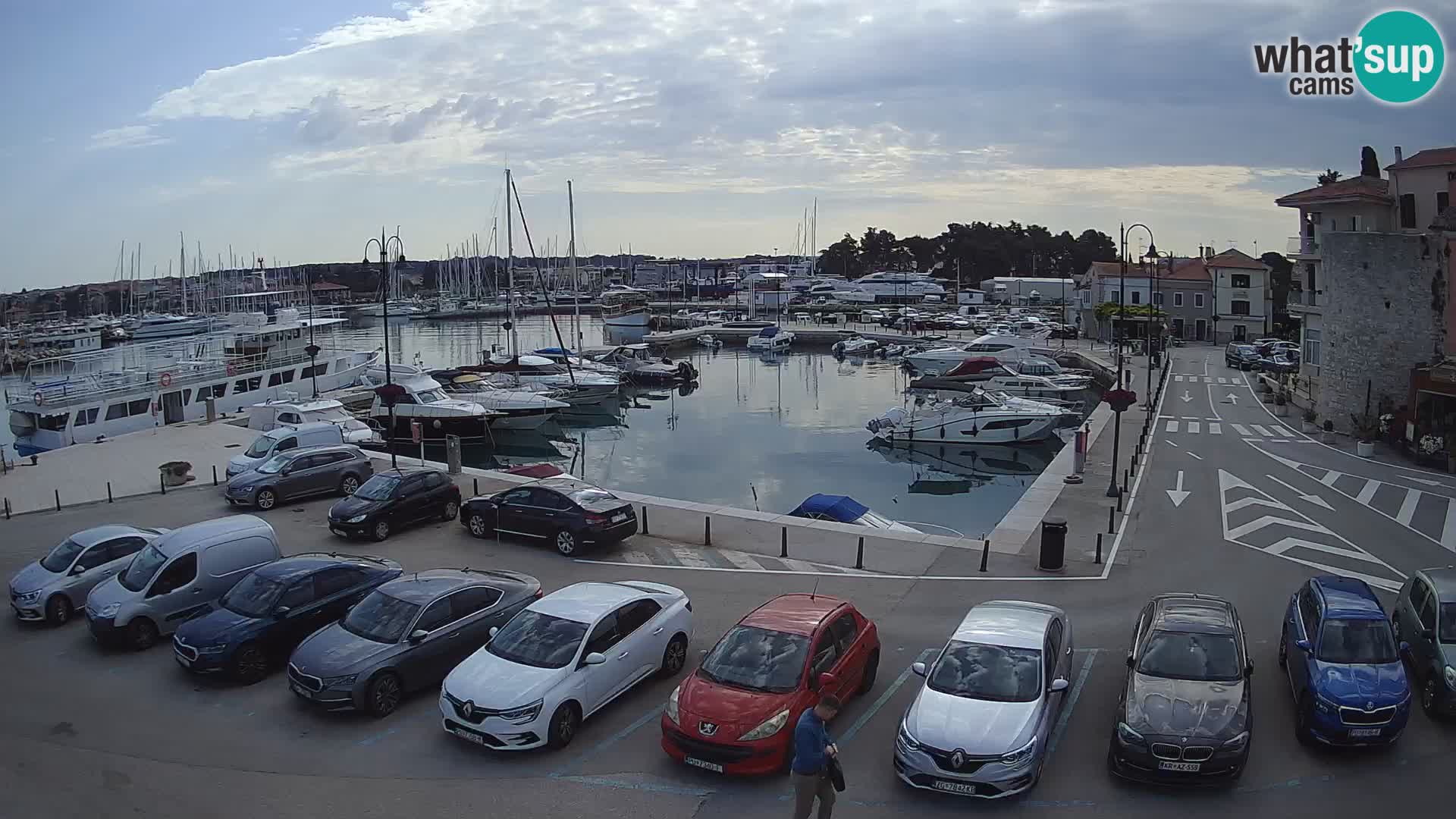 Novigrad | Porporela marina