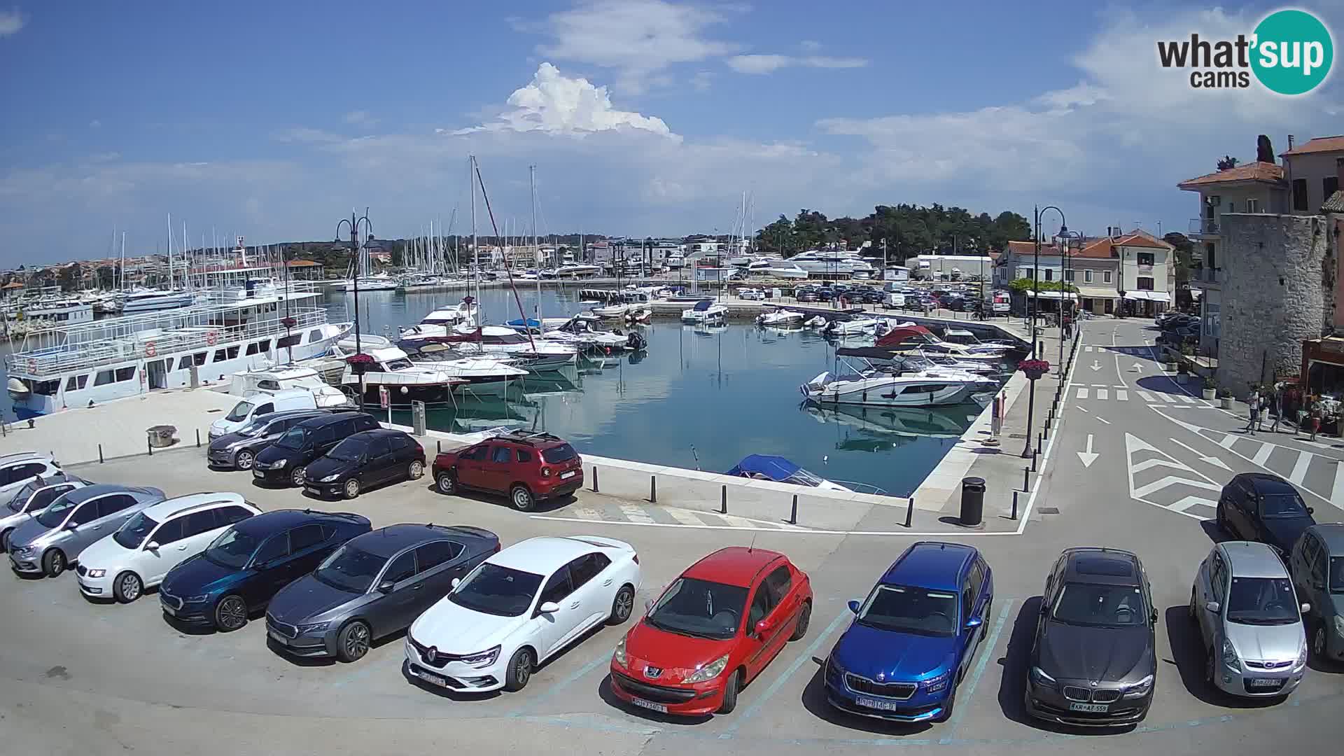 Novigrad | Porporela marina