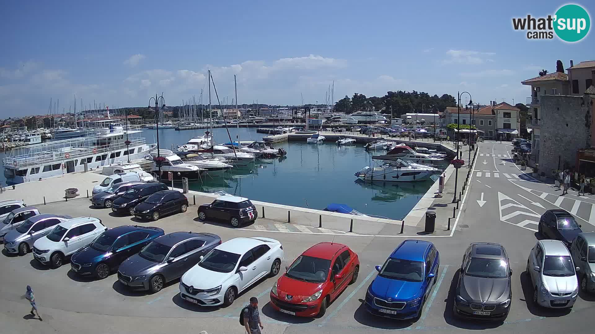Novigrad | Porporela marina