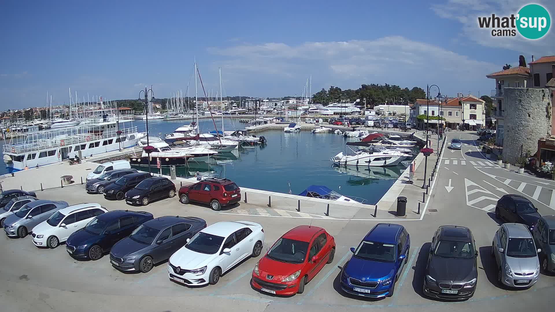 Novigrad | Porporela marina