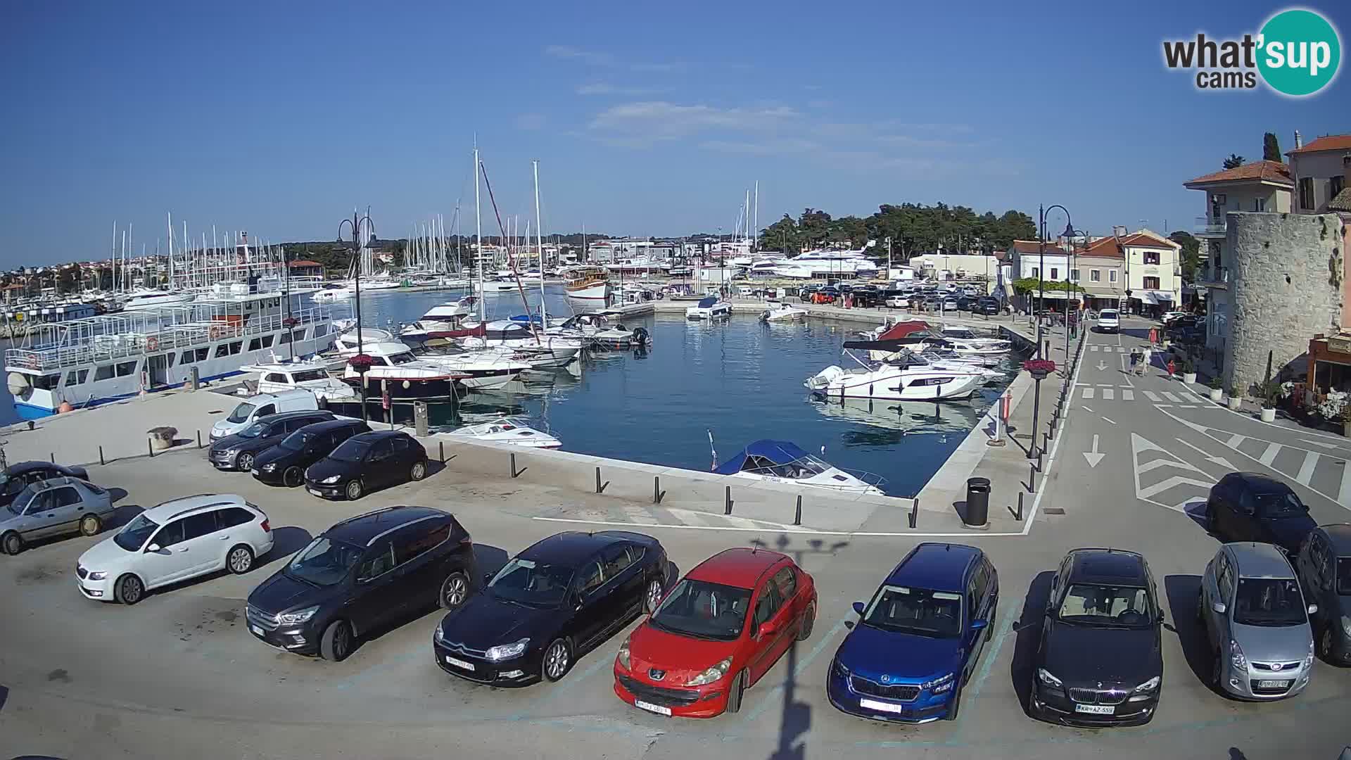 Novigrad | Porporela marina