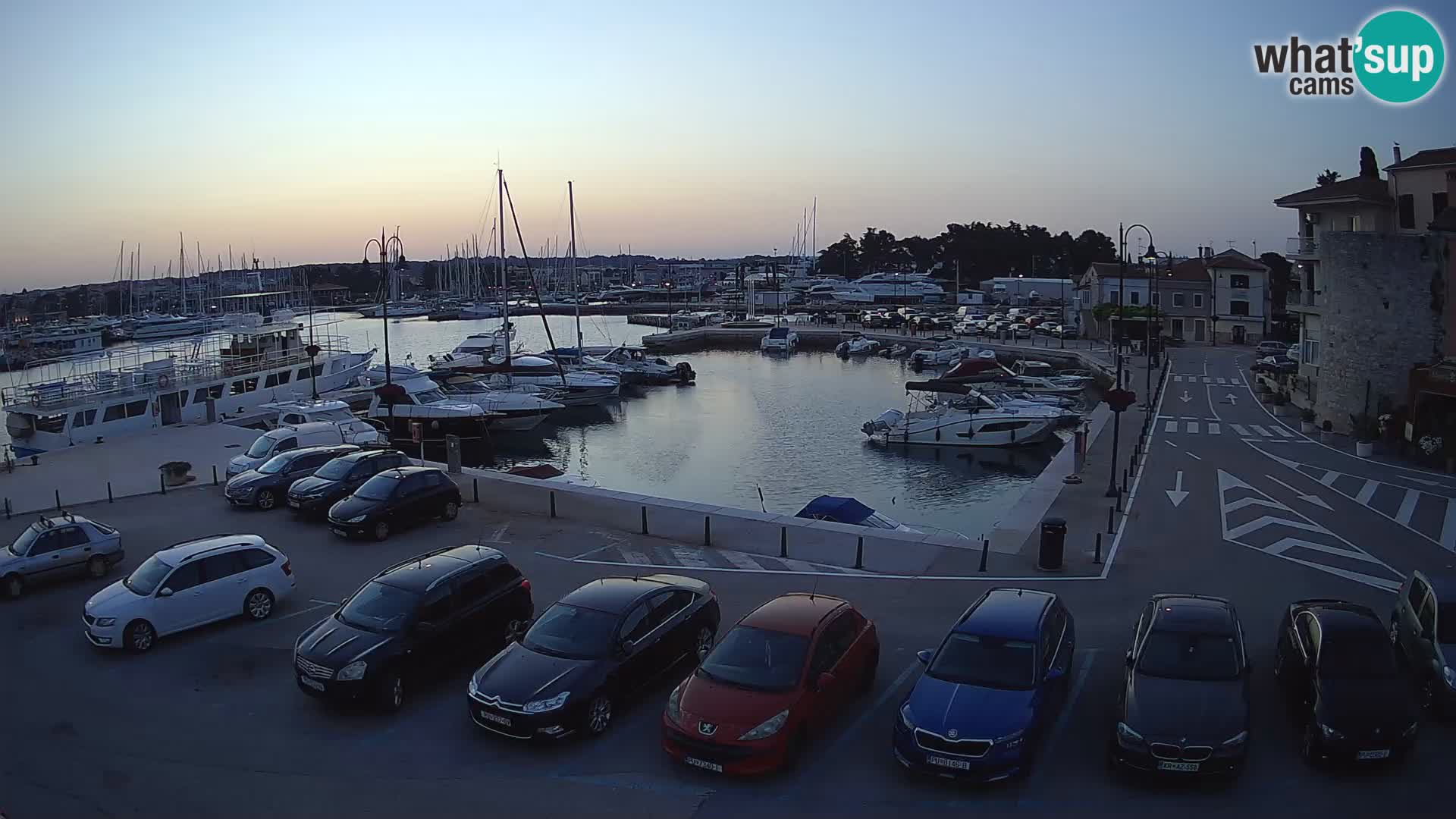Novigrad | Porporela marina