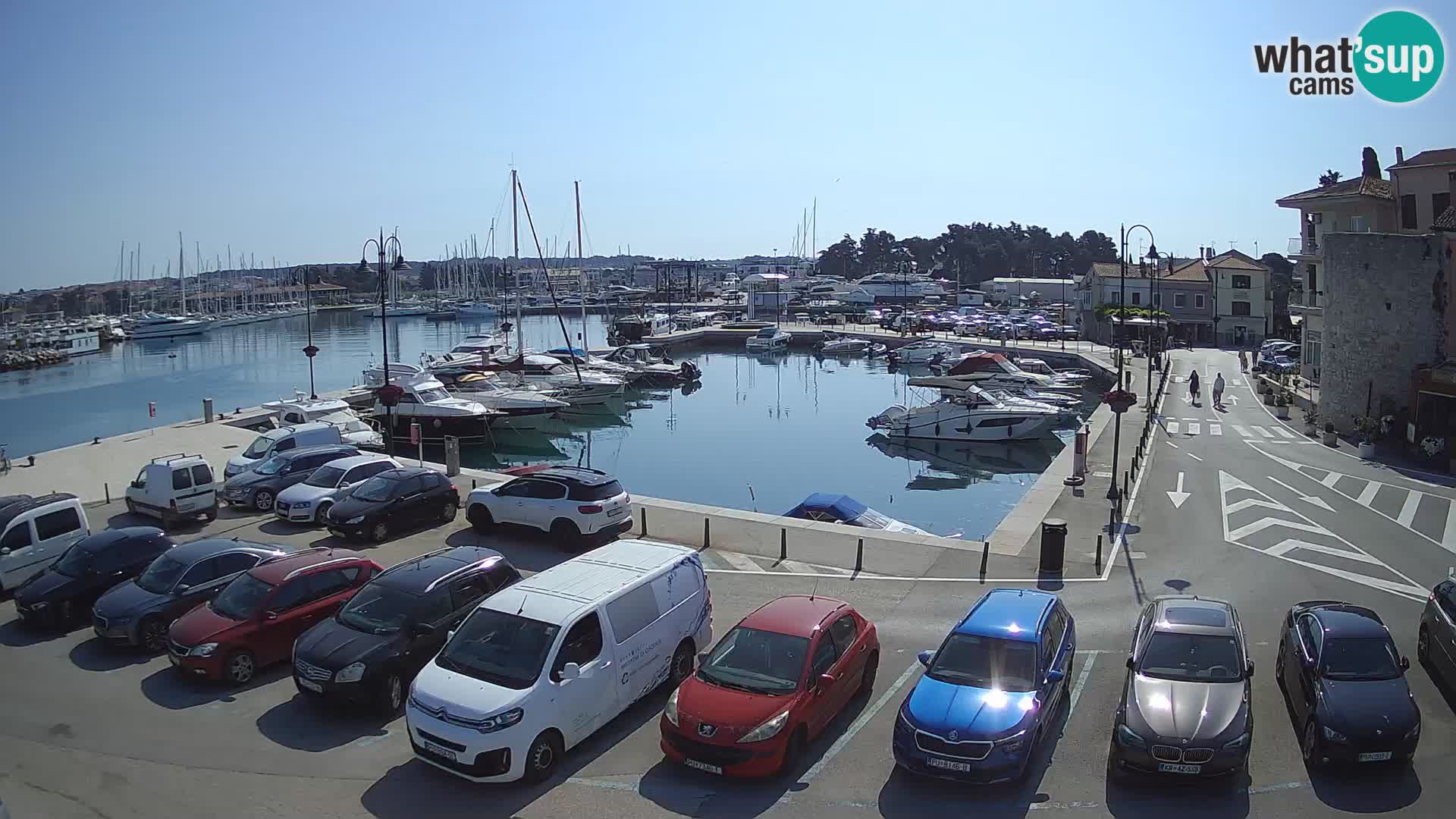 Novigrad | Porporela marina