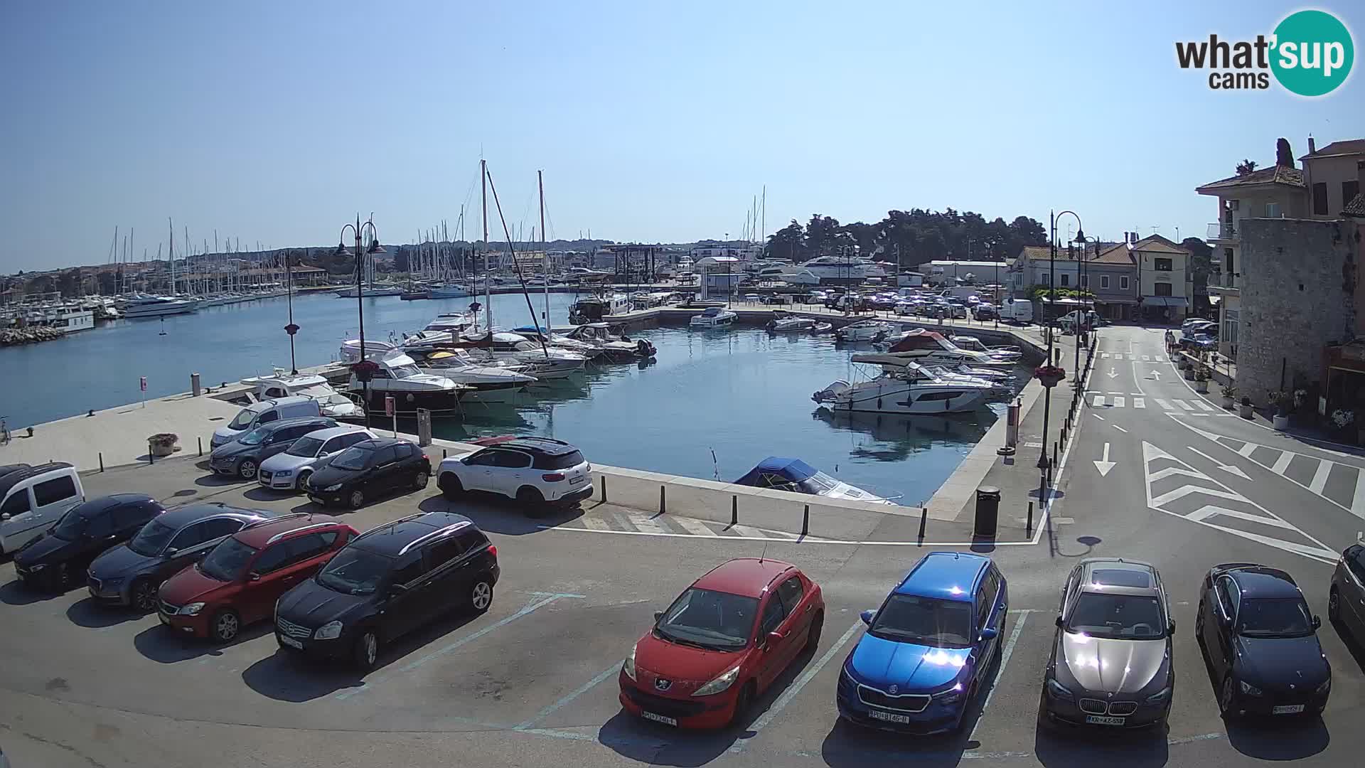 Novigrad | Porporela marina