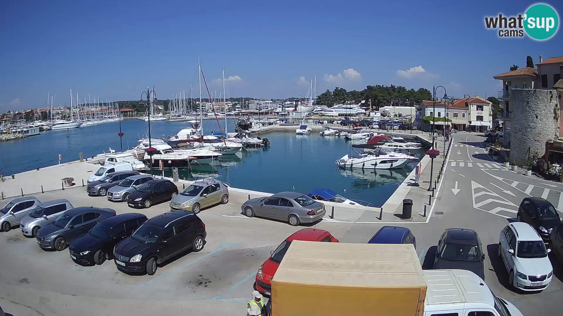 Novigrad | Porporela marina