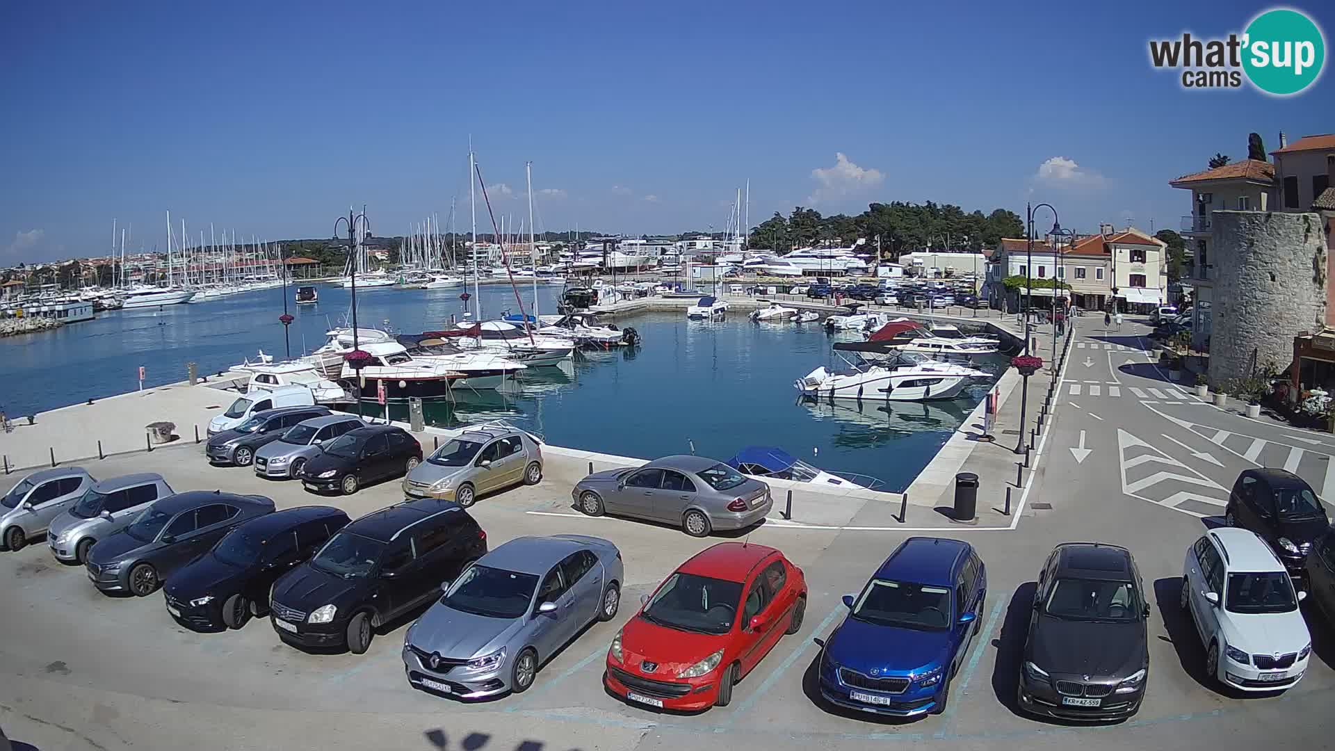 Novigrad | Porporela marina