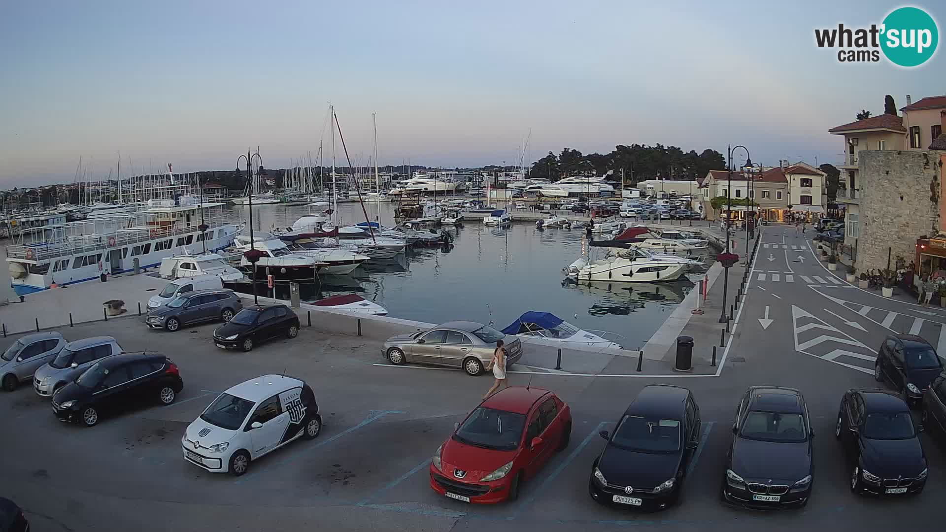 Novigrad | Porporela marina