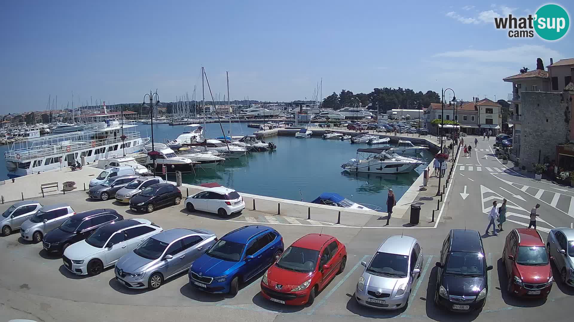 Novigrad | Porporela marina