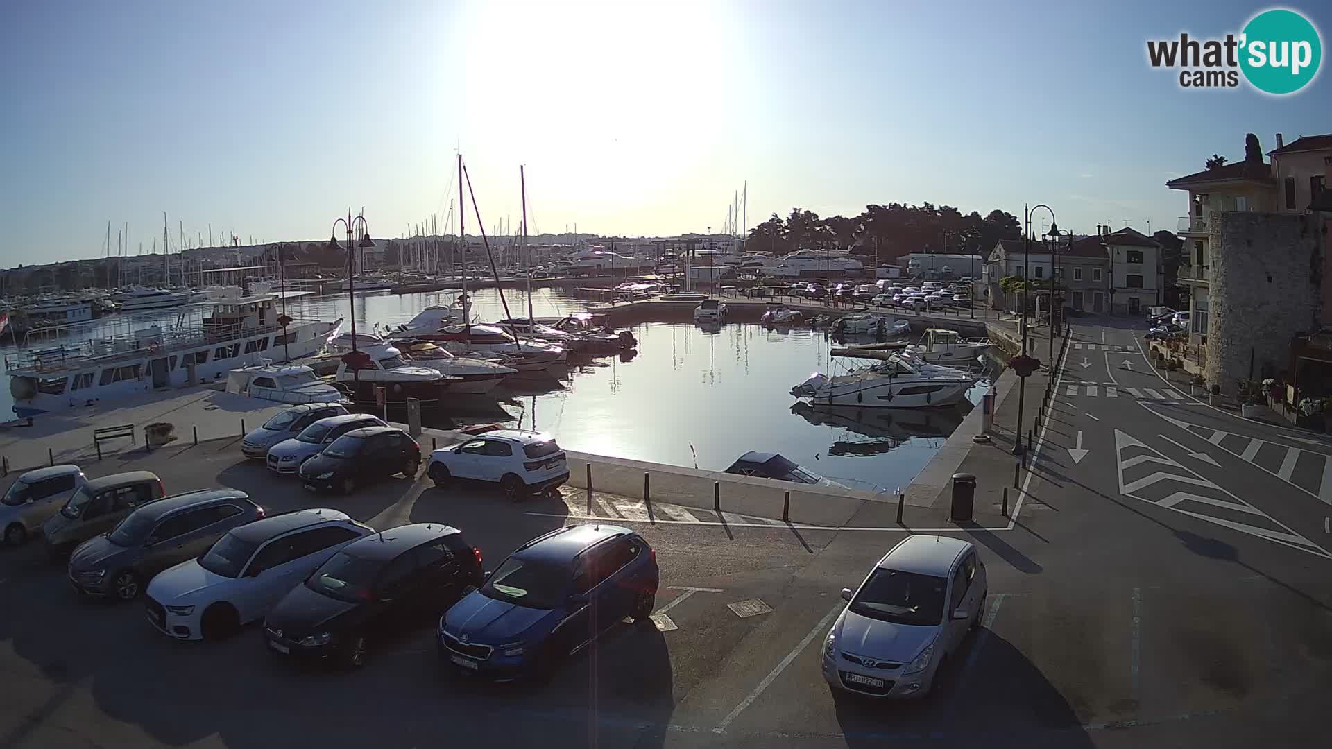 Novigrad | Porporela marina