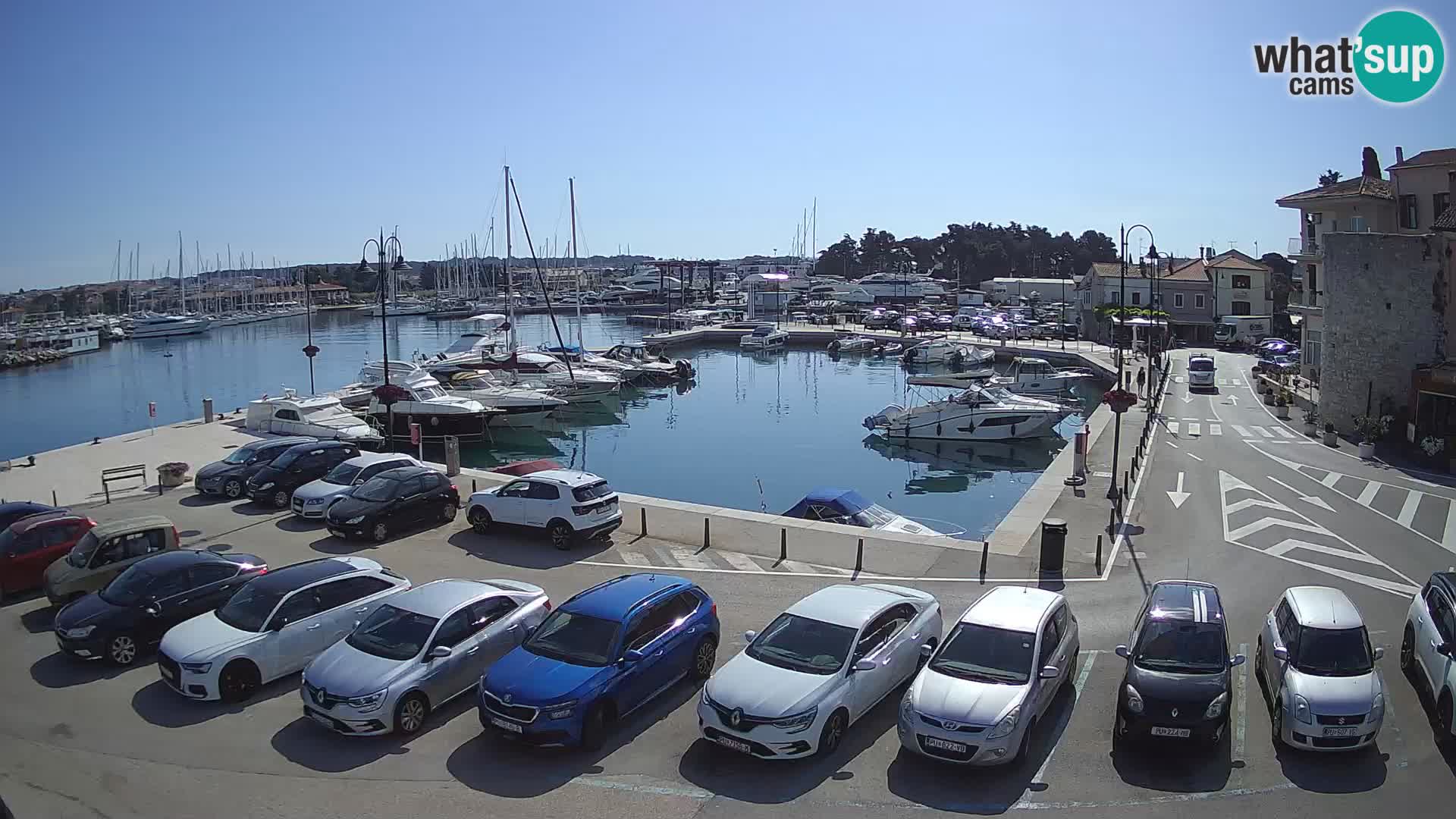 Novigrad | Porporela marina