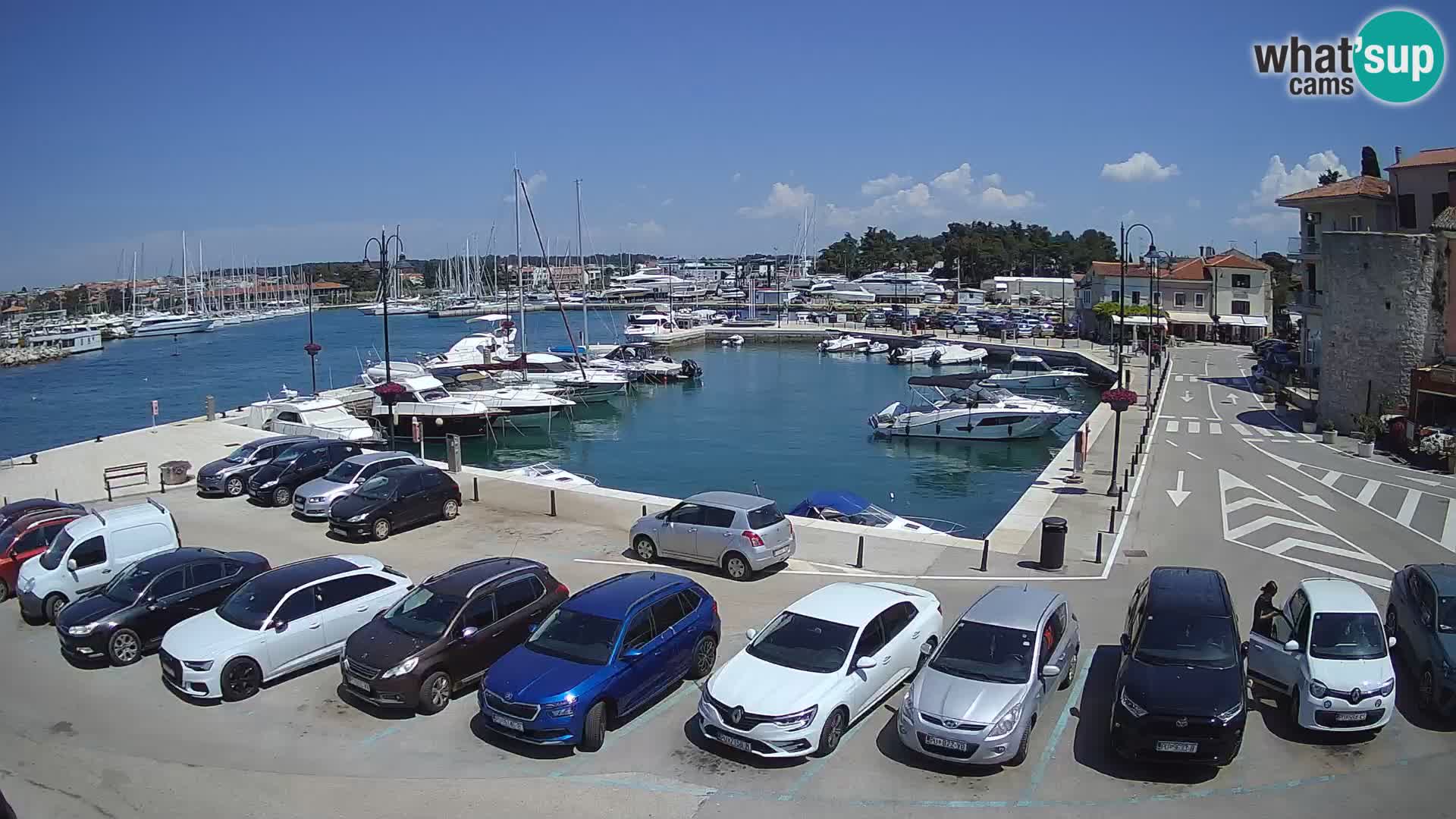 Novigrad | Porporela marina