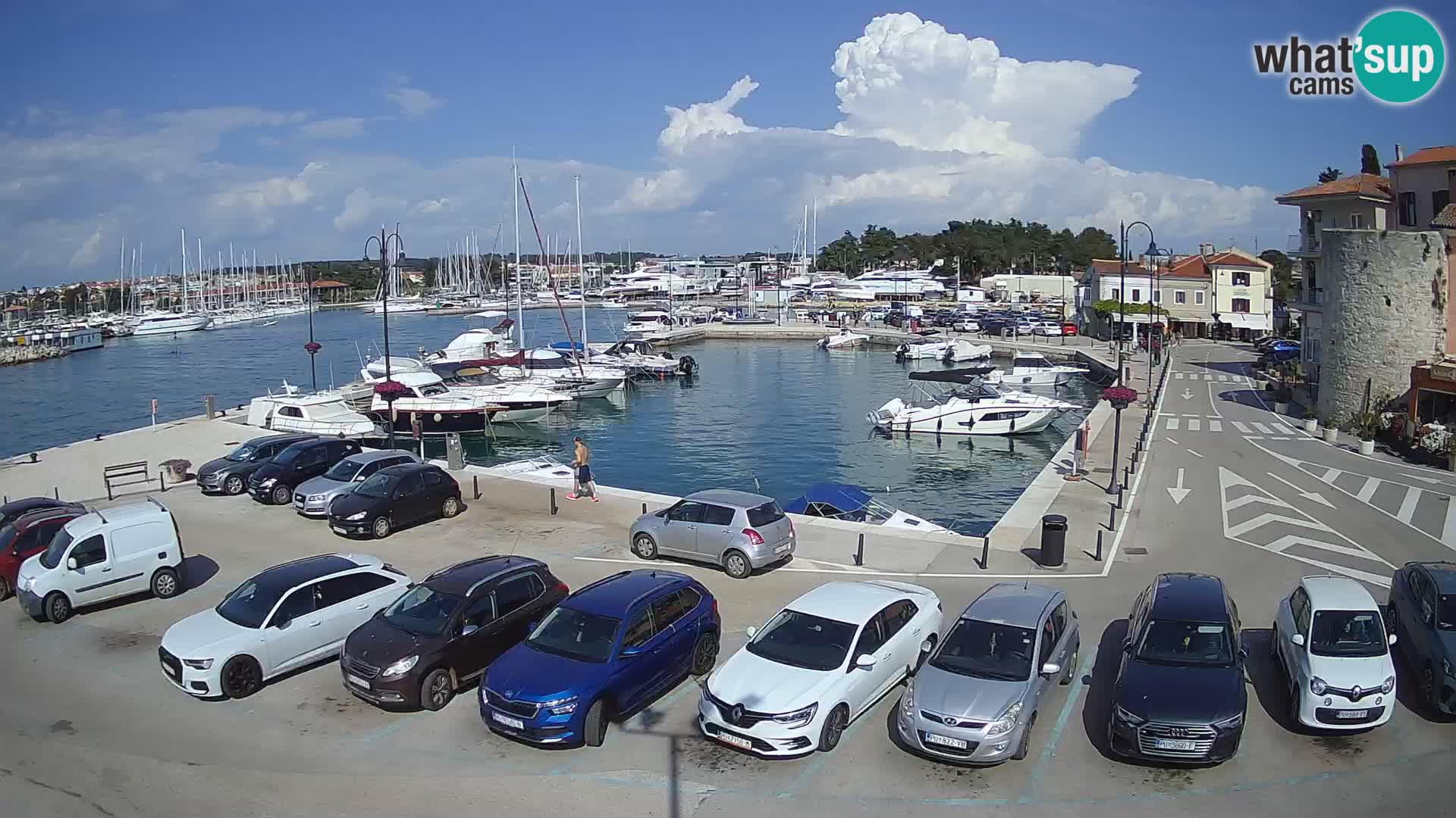 Novigrad | Porporela marina