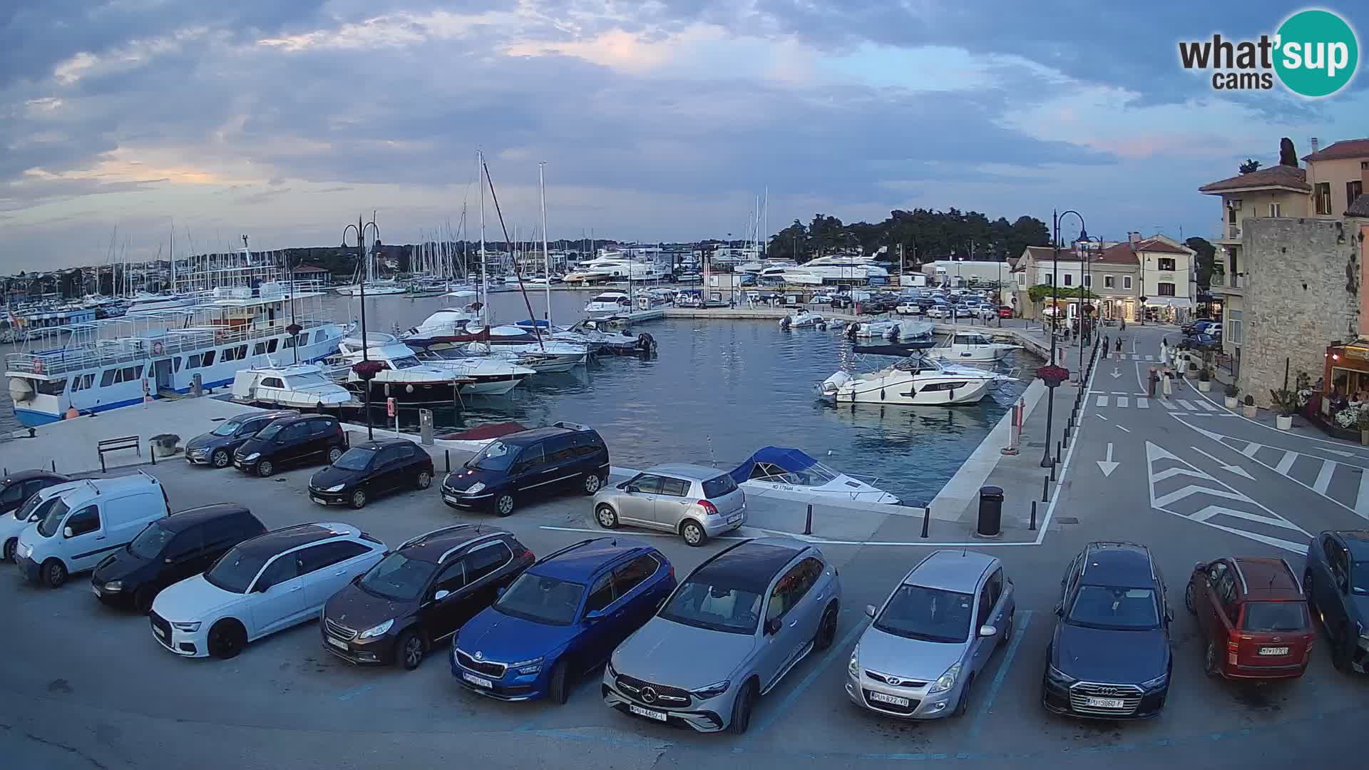 Novigrad | Porporela marina