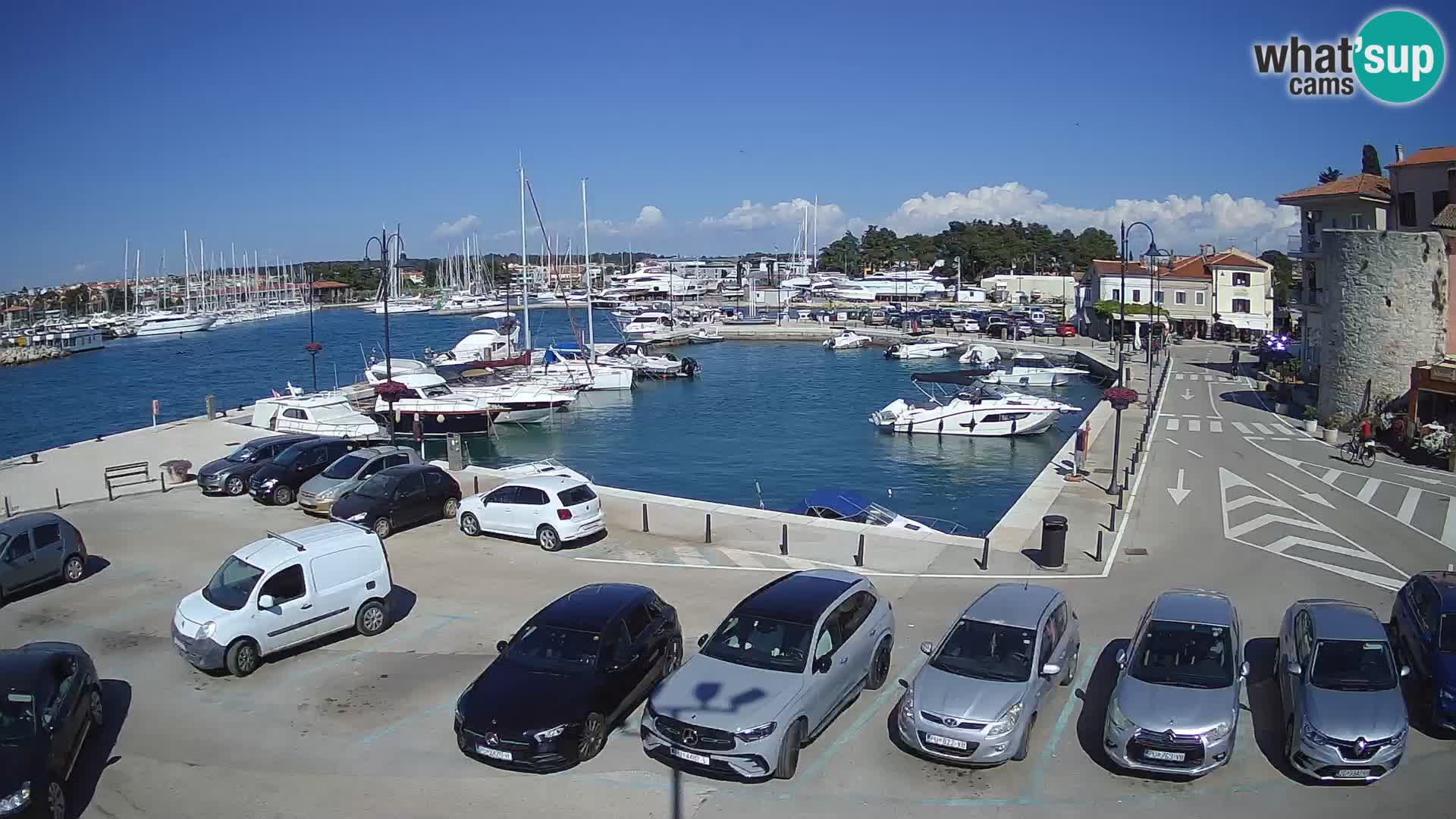 Novigrad | Porporela marina
