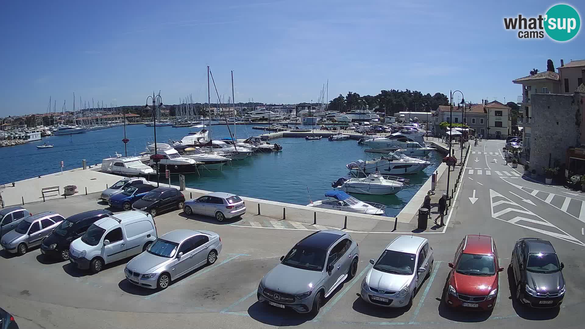 Novigrad | Porporela marina