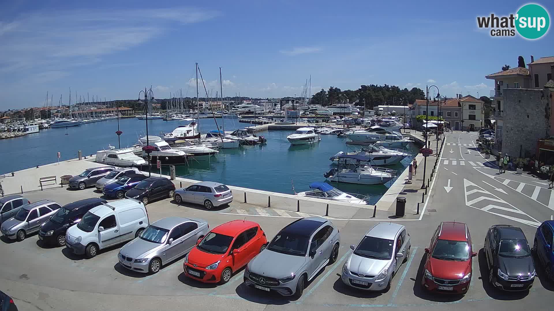 Novigrad | Porporela marina