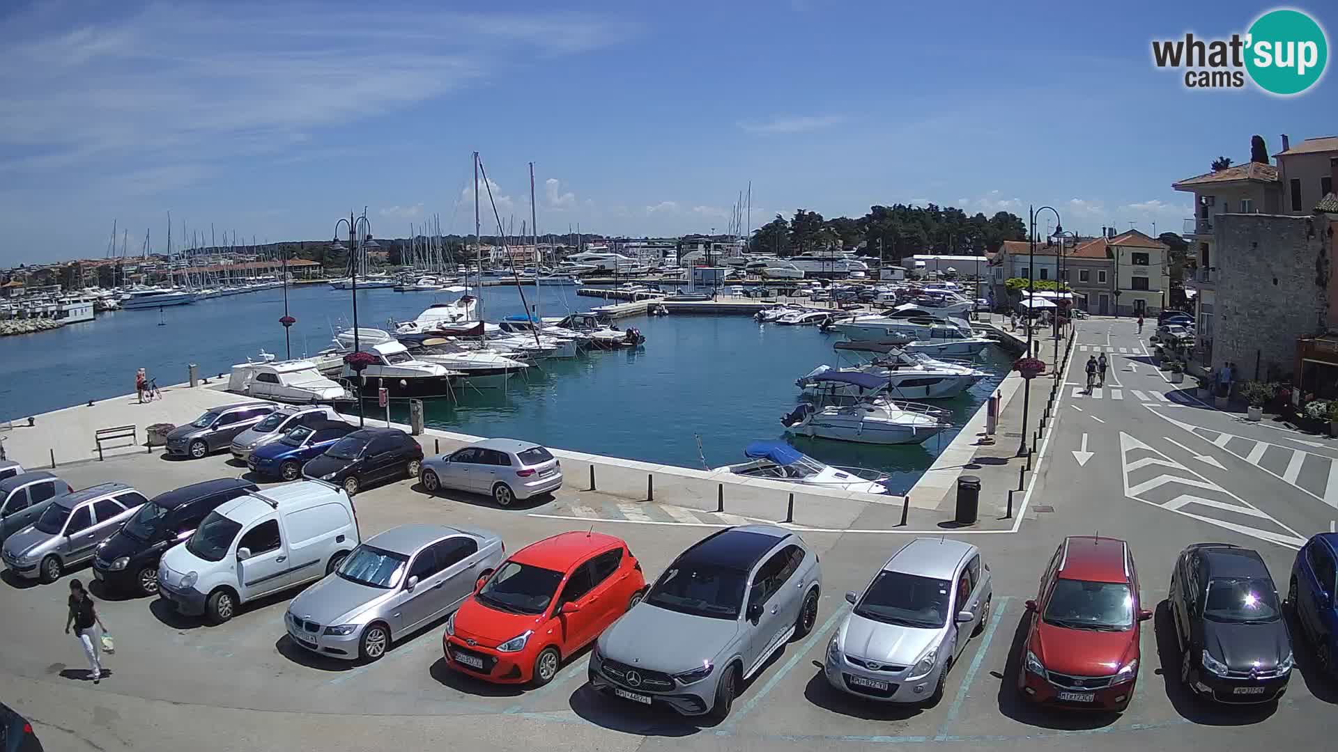 Novigrad | Porporela marina