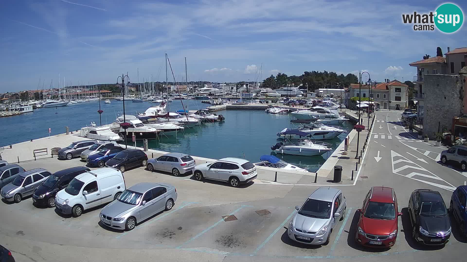 Novigrad | Porporela marina