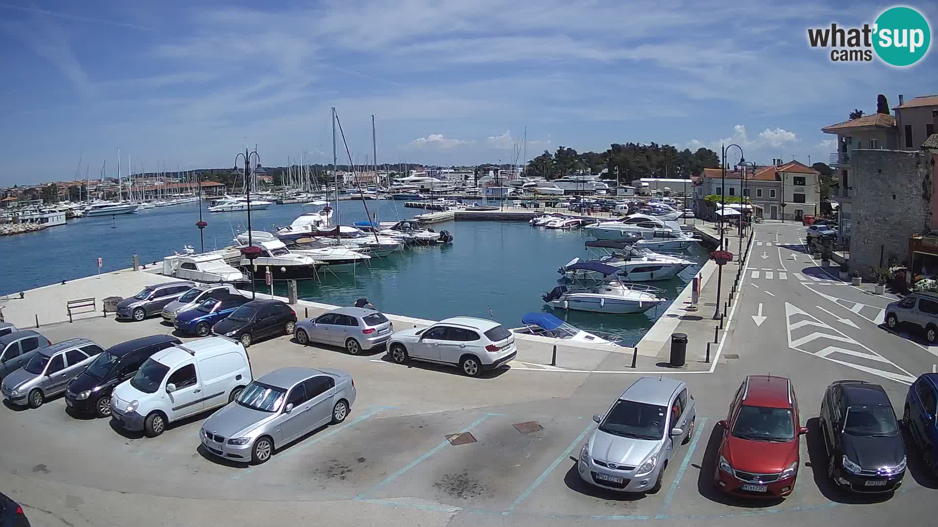 Novigrad | Porporela marina