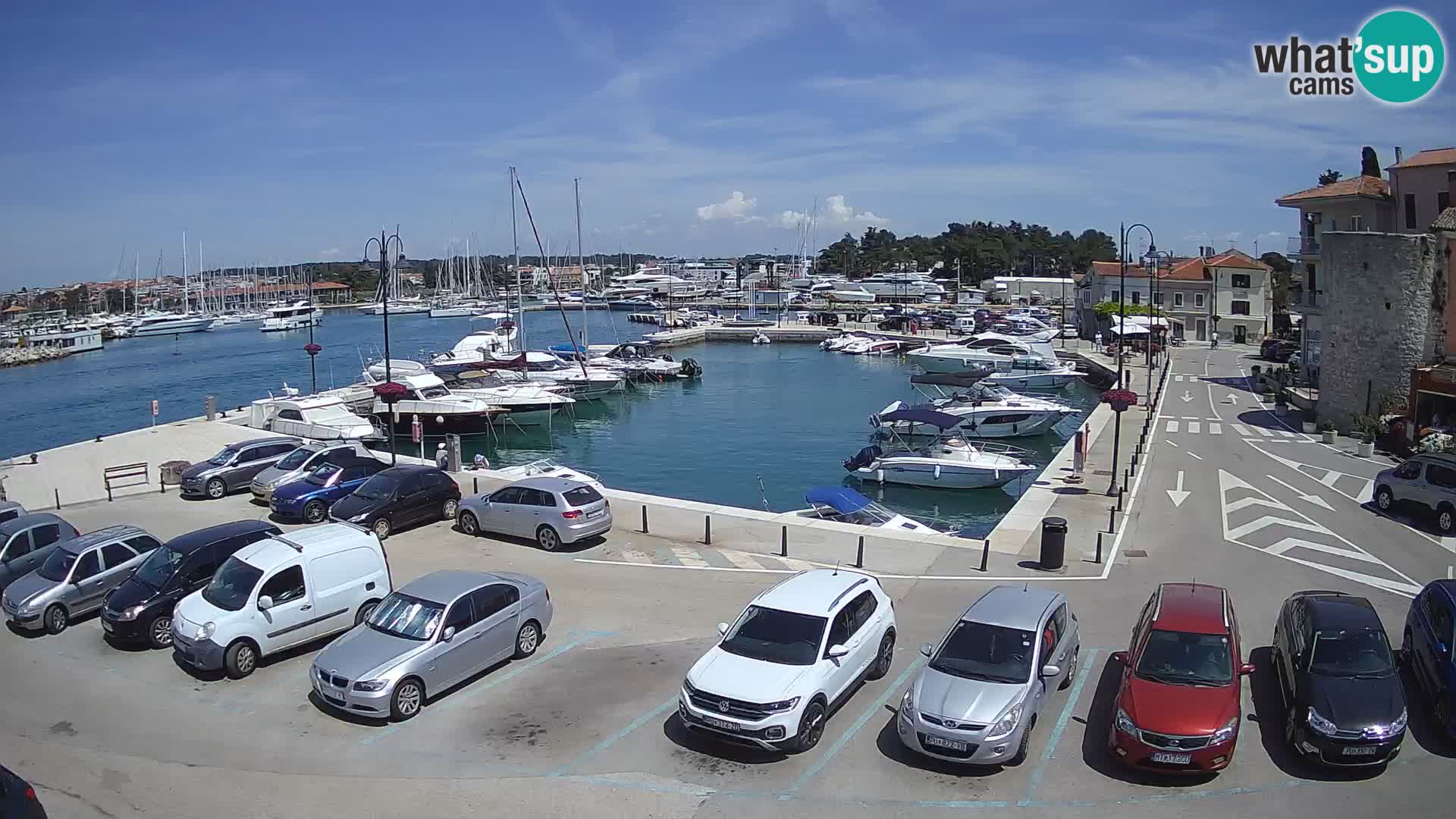 Novigrad | Porporela marina