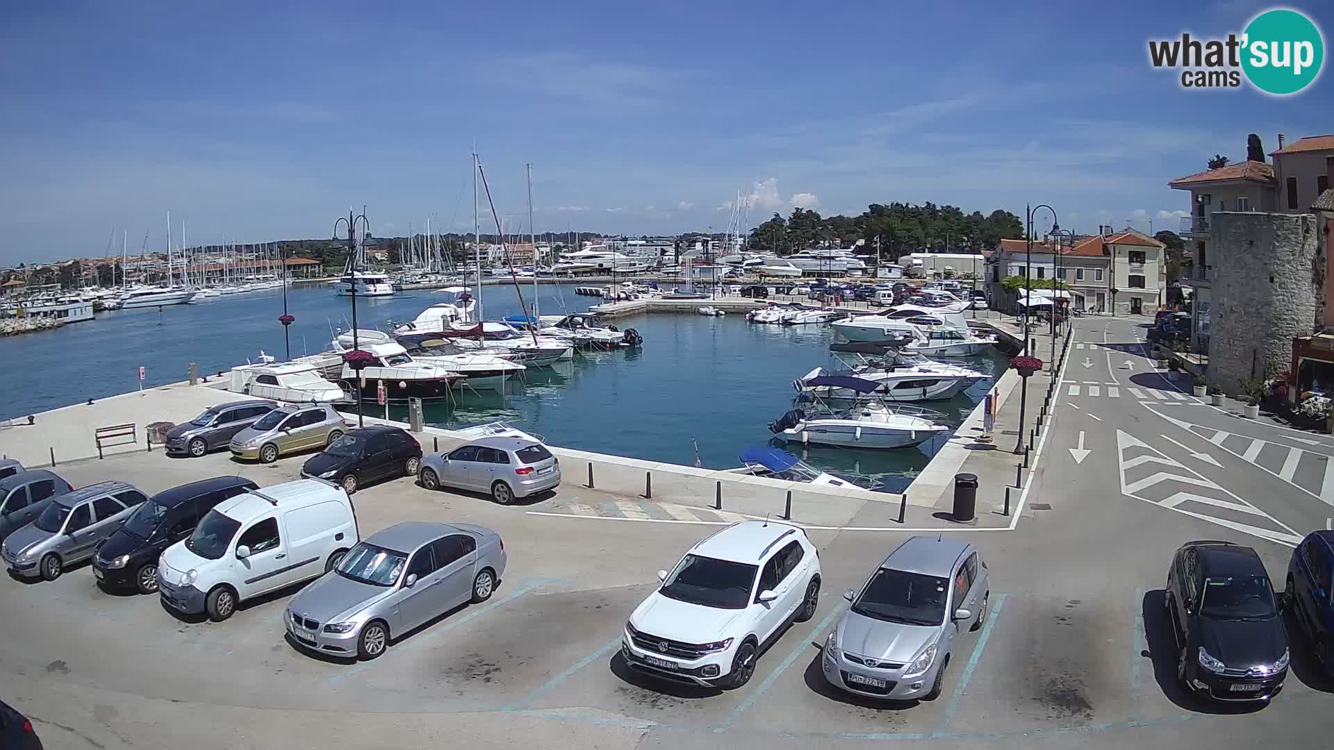 Novigrad | Porporela marina