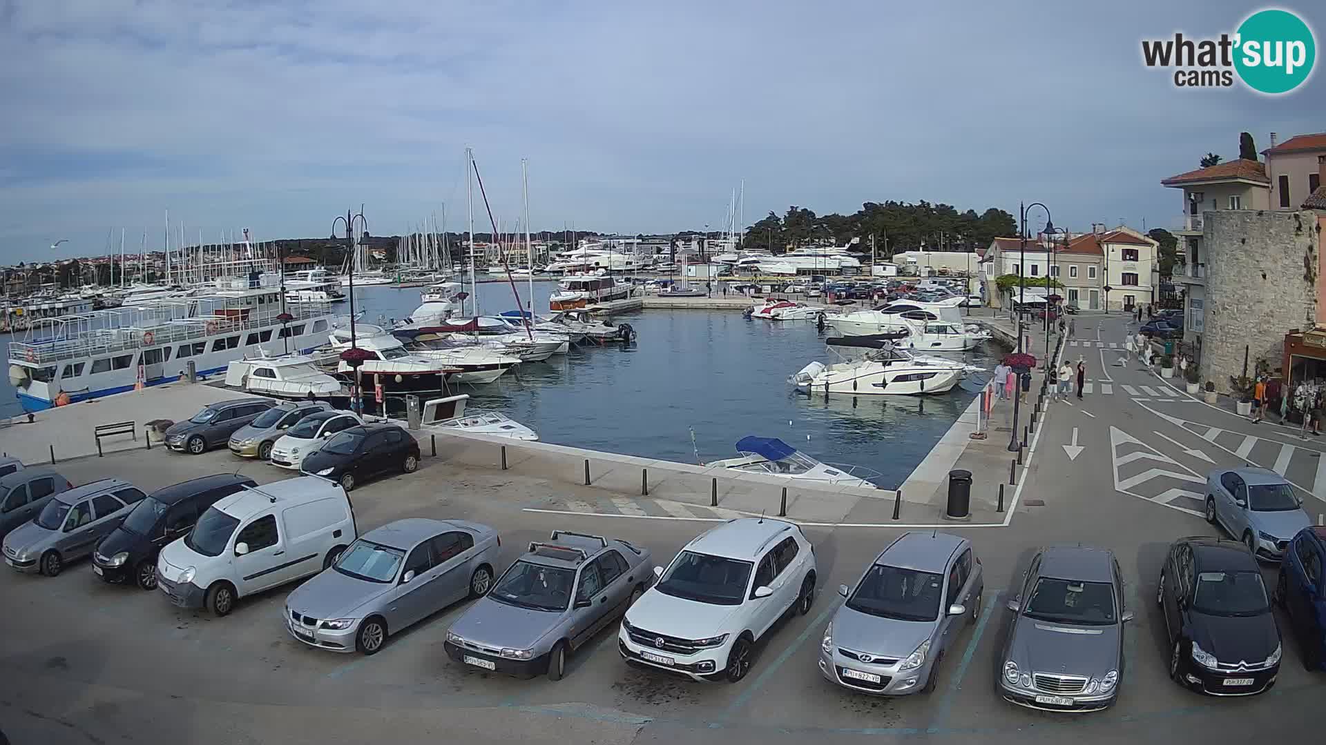 Novigrad | Porporela marina