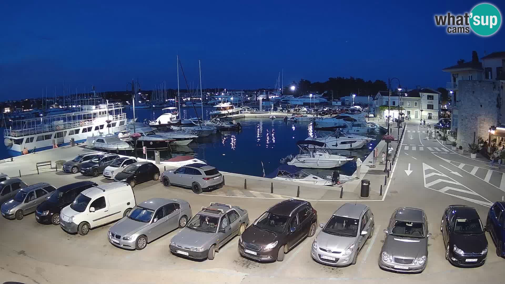 Novigrad | Porporela marina