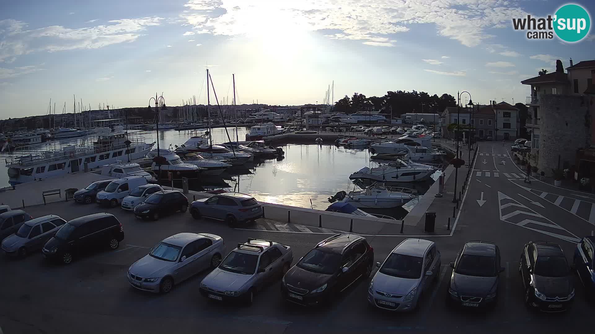 Novigrad | Porporela marina