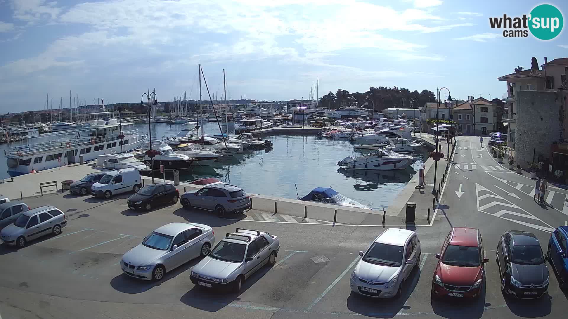 Novigrad | Porporela marina